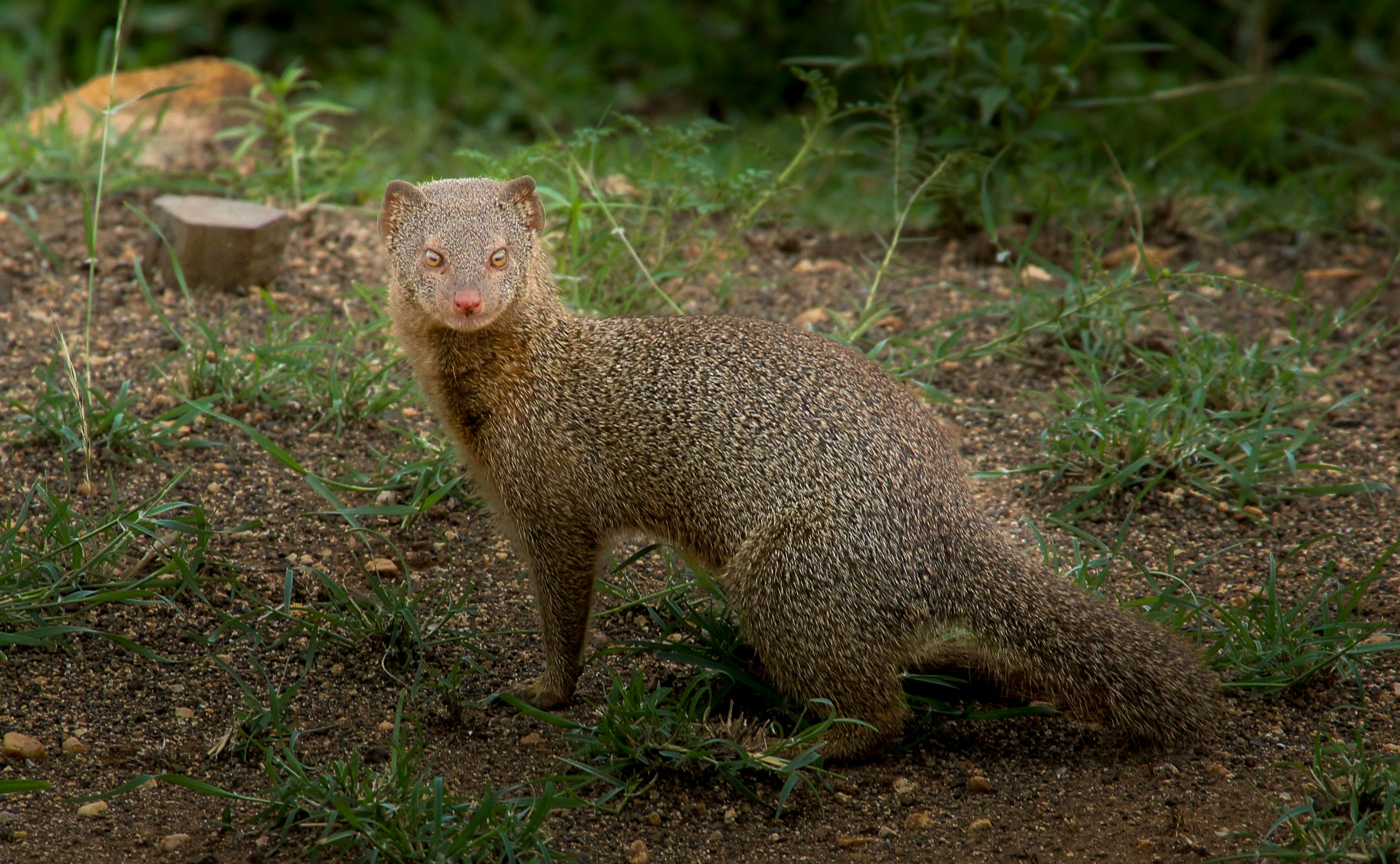 A small animal standing on top of a dirt field
