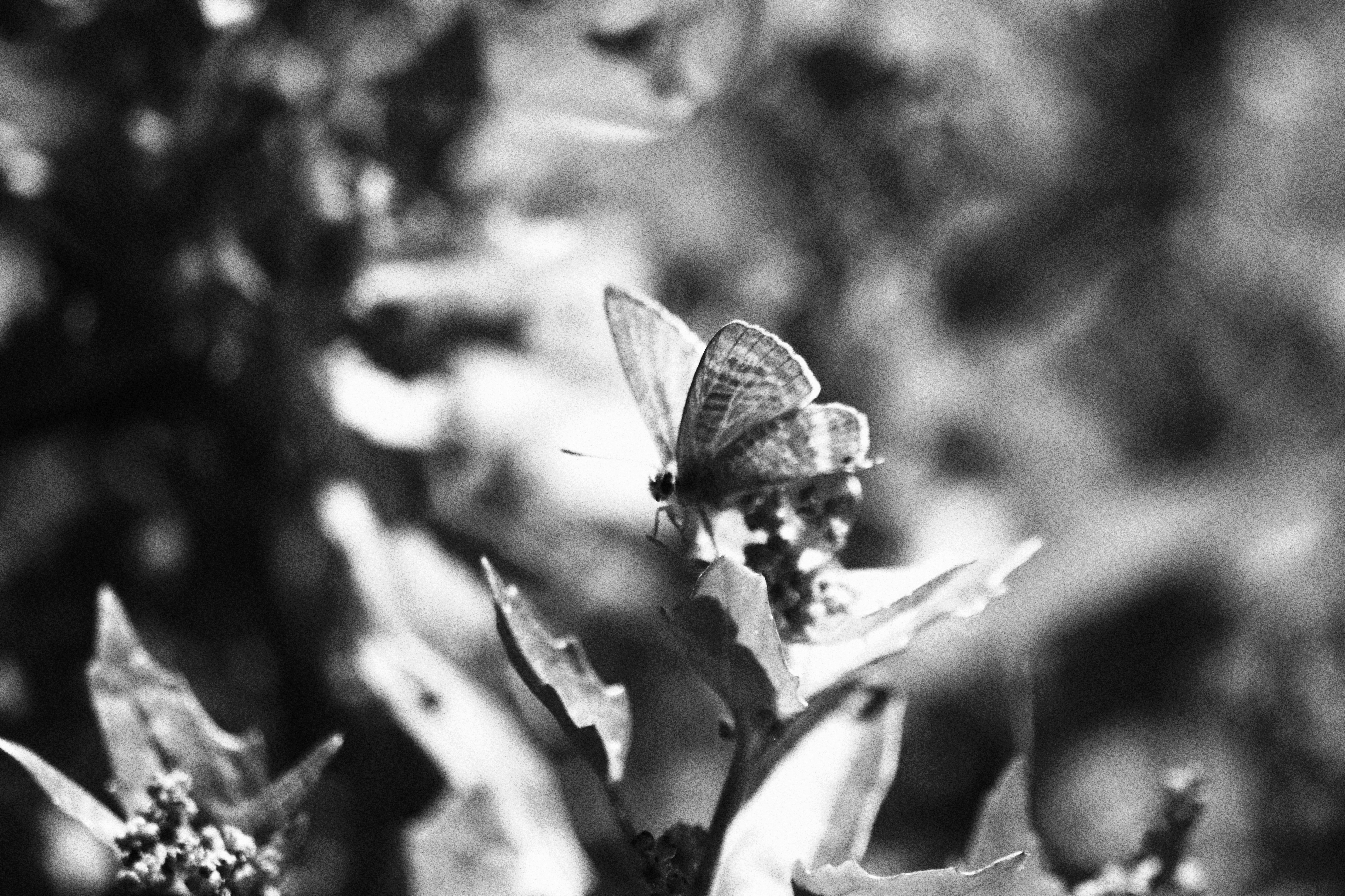 Fotomural A black and white photo of a flower