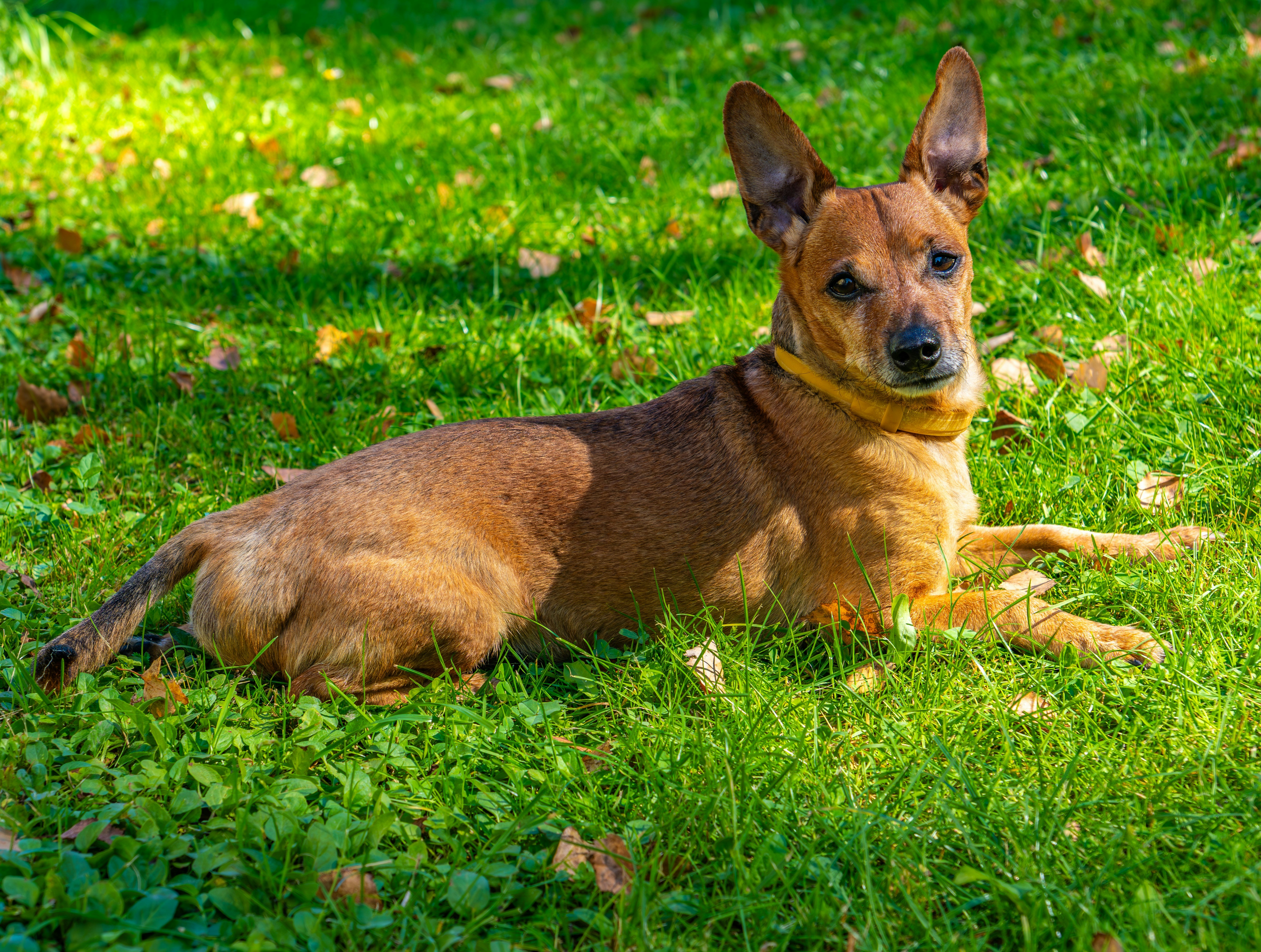 A brown dog laying on top of a lush green field photo – Free Собака ...