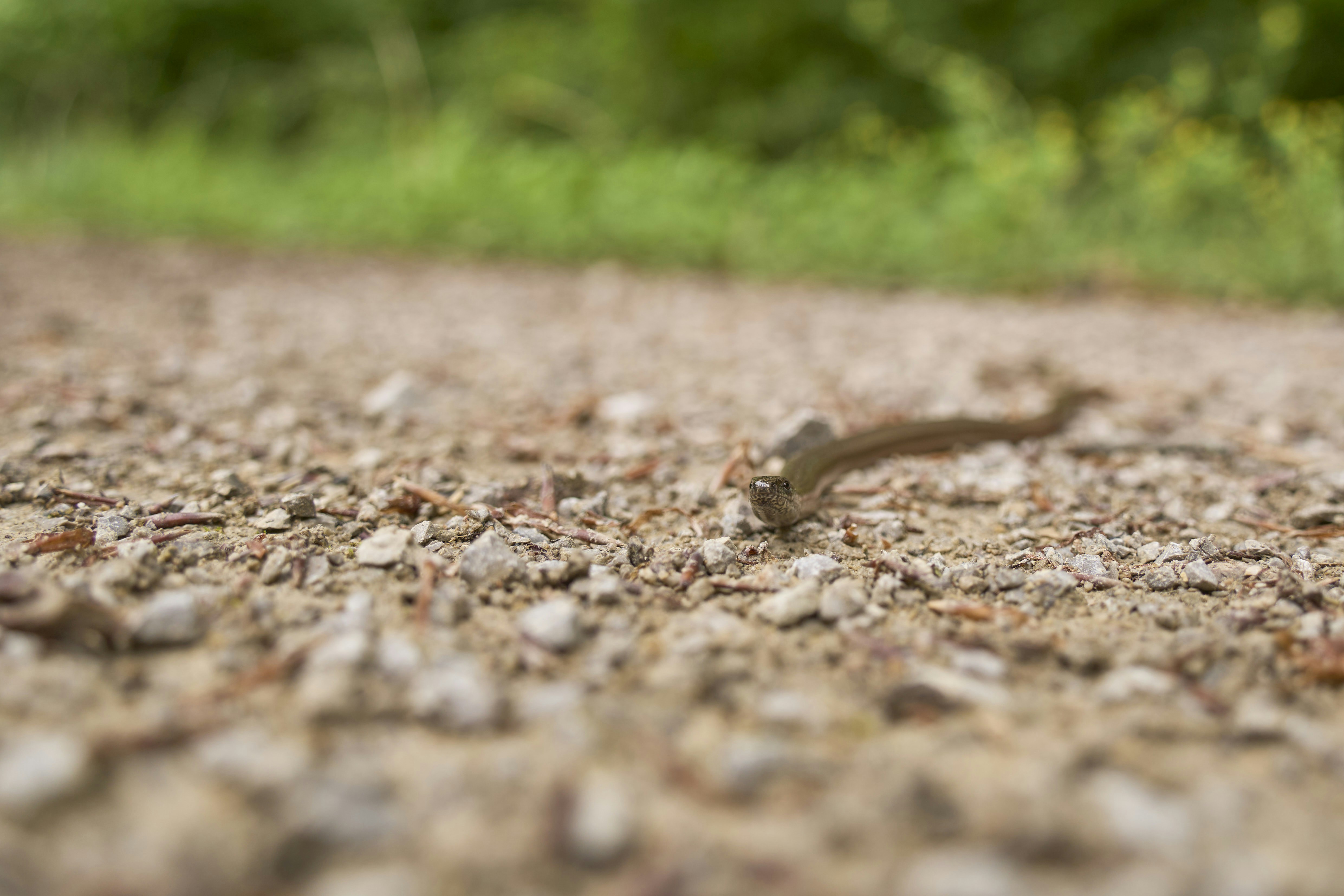 Photo by wolfgang_hasselmann