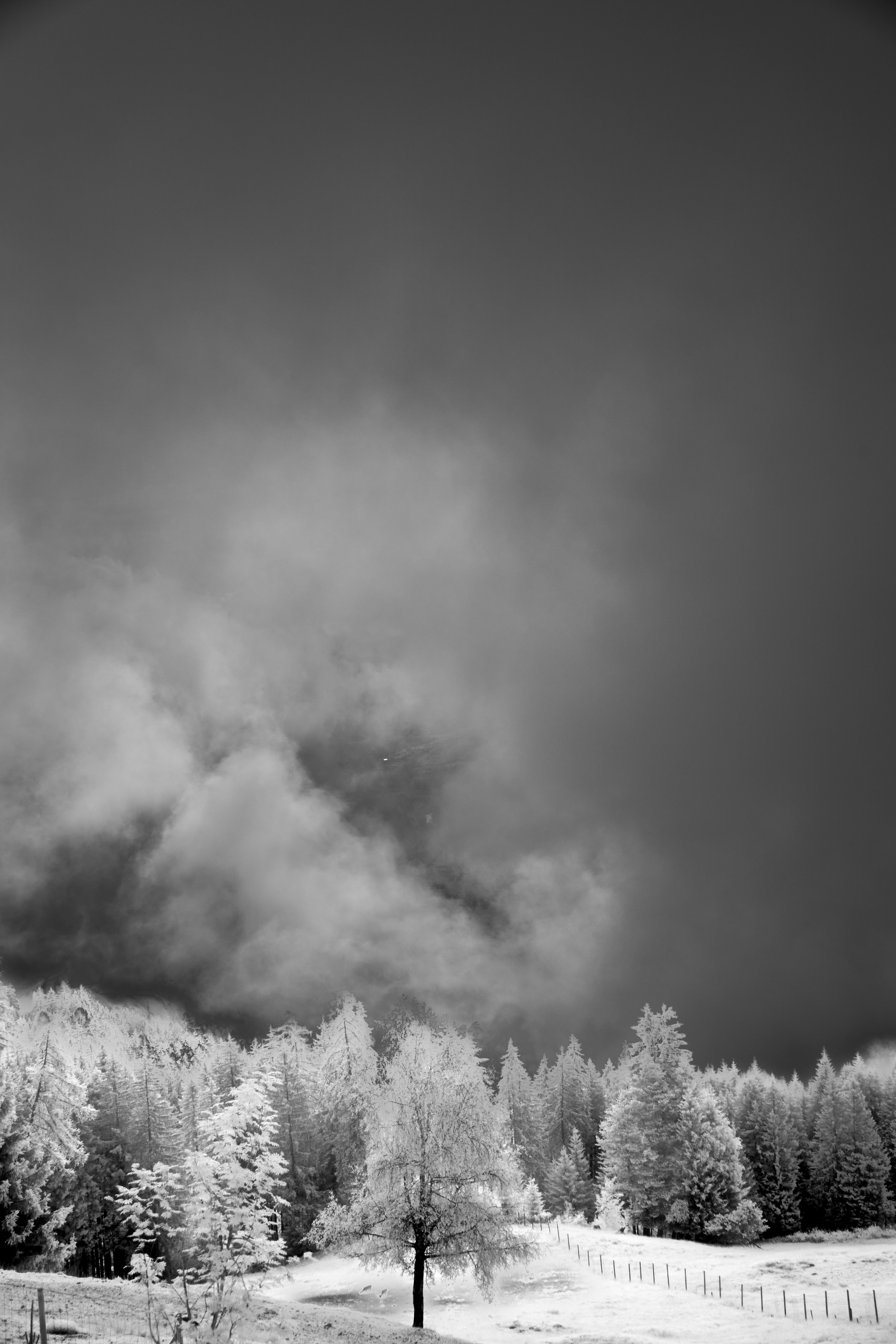 Photo by wolfgang_hasselmann