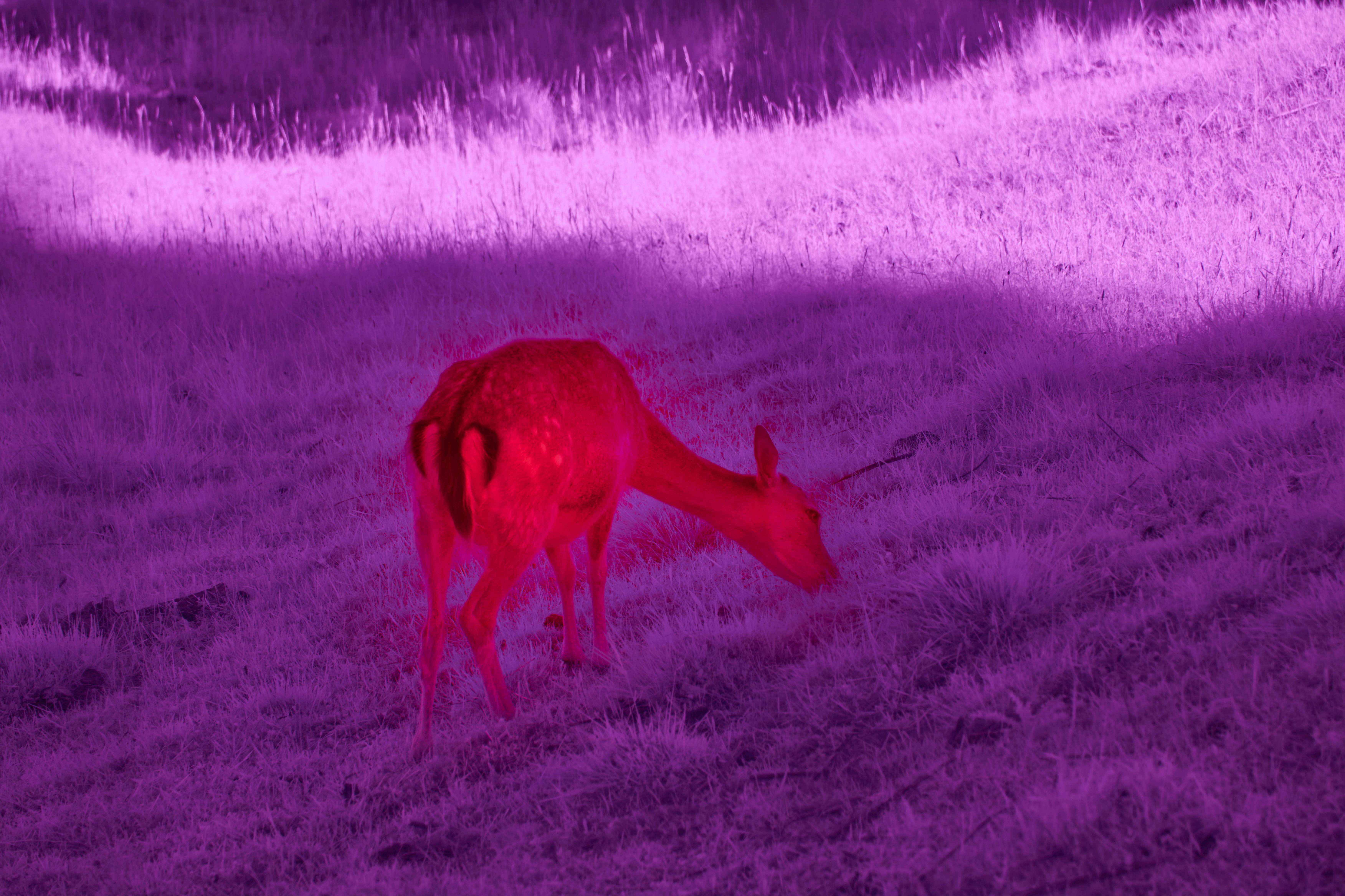 thermal drone wildlife