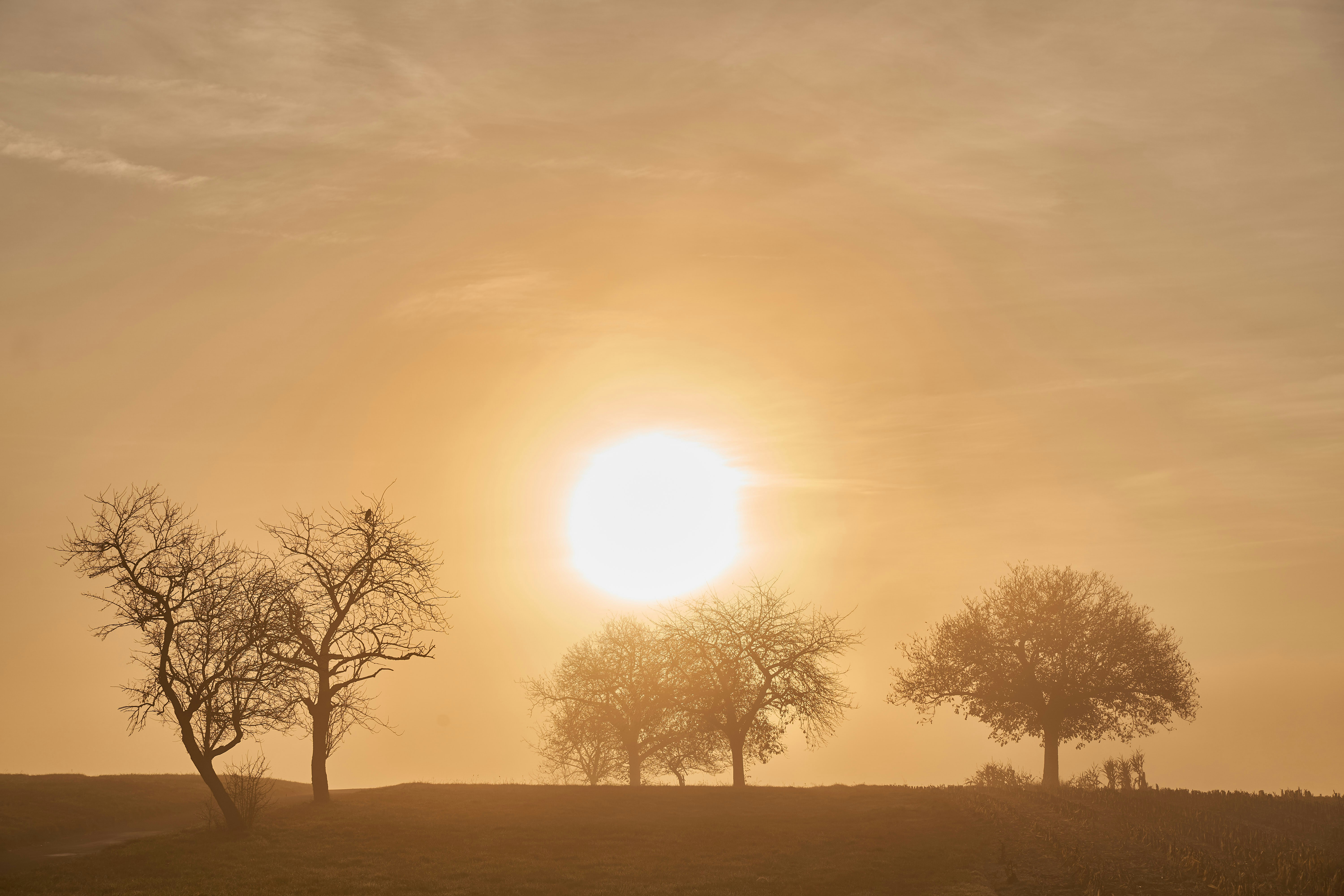 Photo by wolfgang_hasselmann