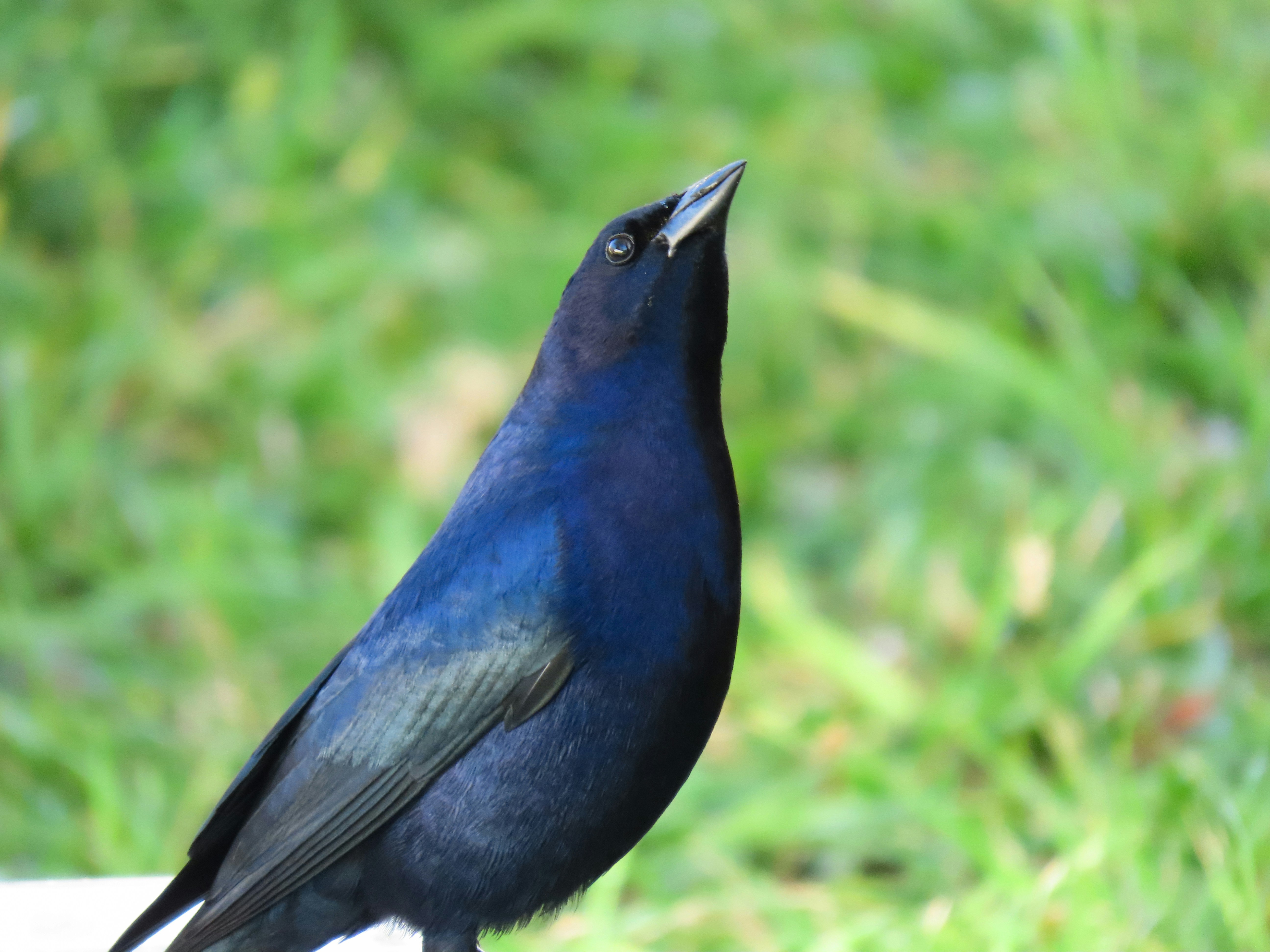 Photo by patricianicoloso