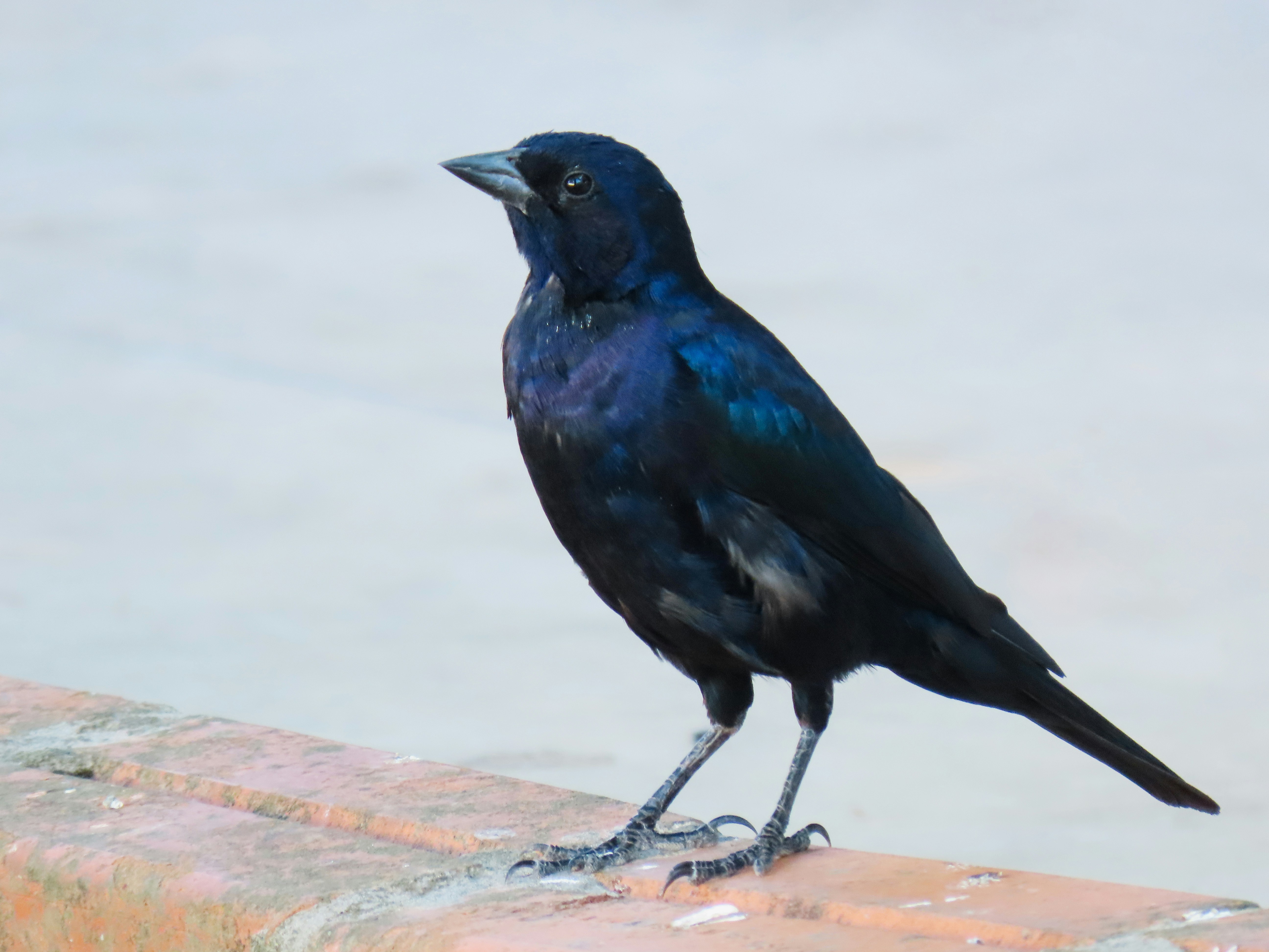 Photo by patricianicoloso