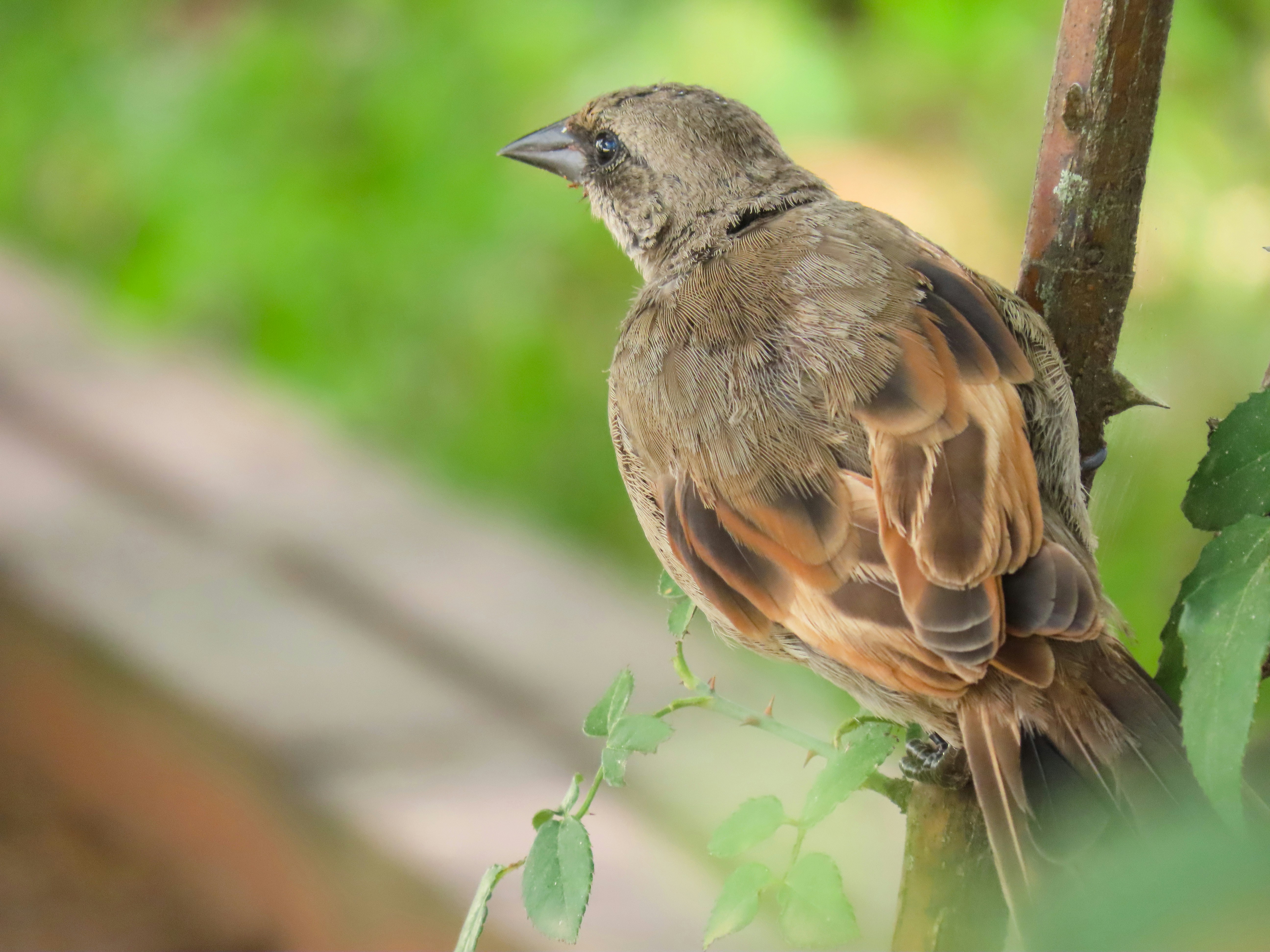 Photo by patricianicoloso