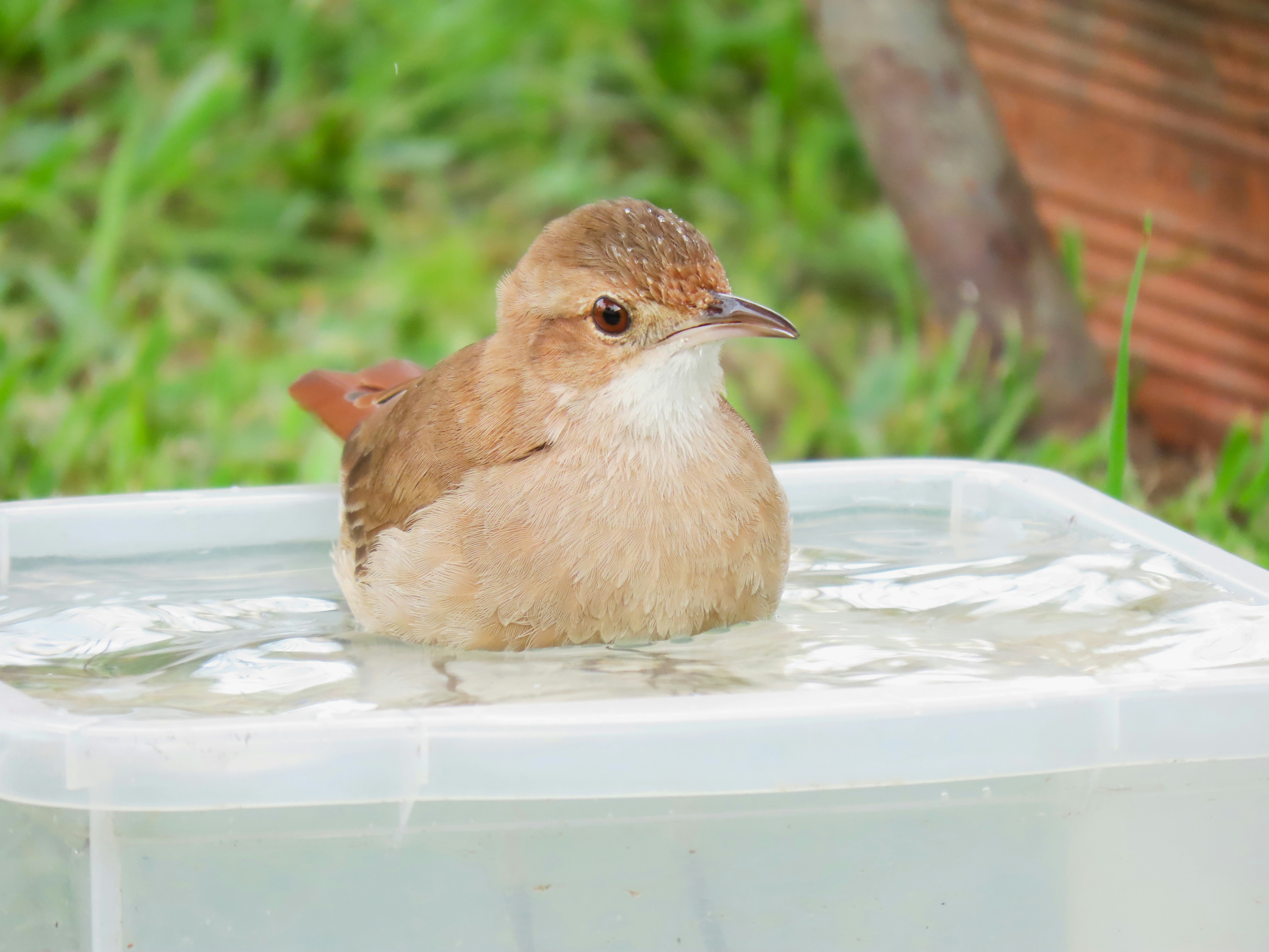 Bird Bathing Tips at Home Complete Care Guide