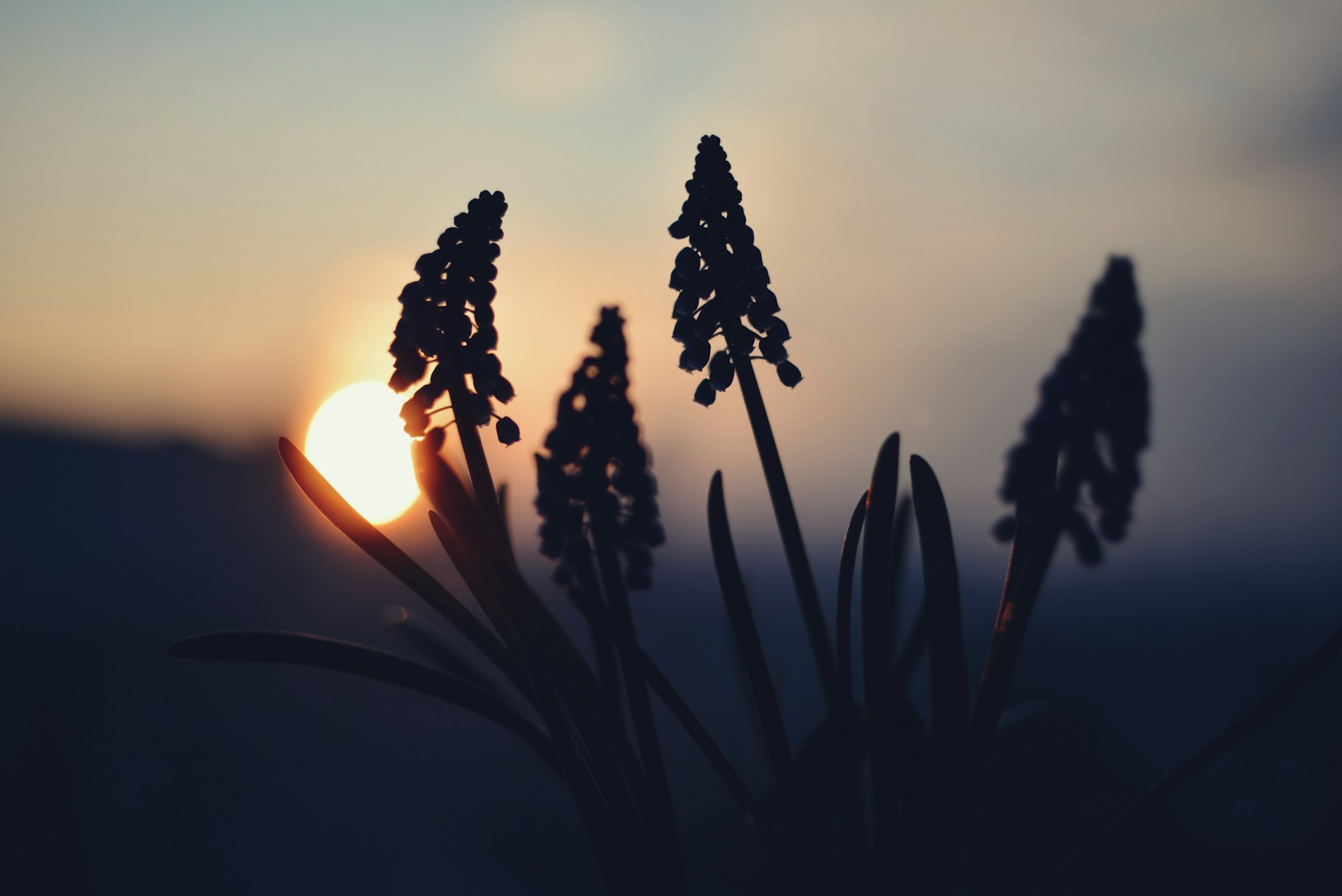 A close up of a plant with the sun in the background