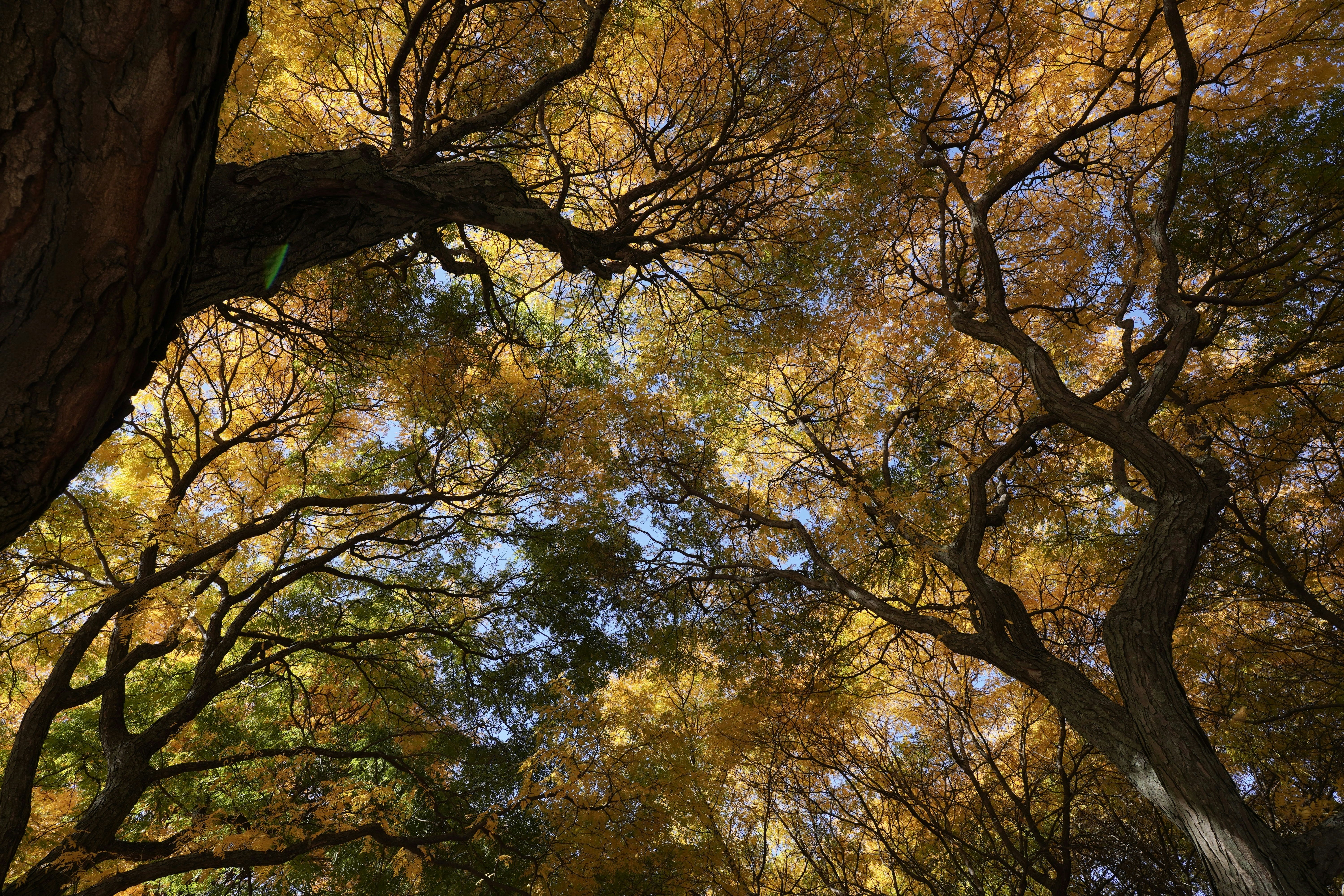 A group of trees with yellow and red leaves