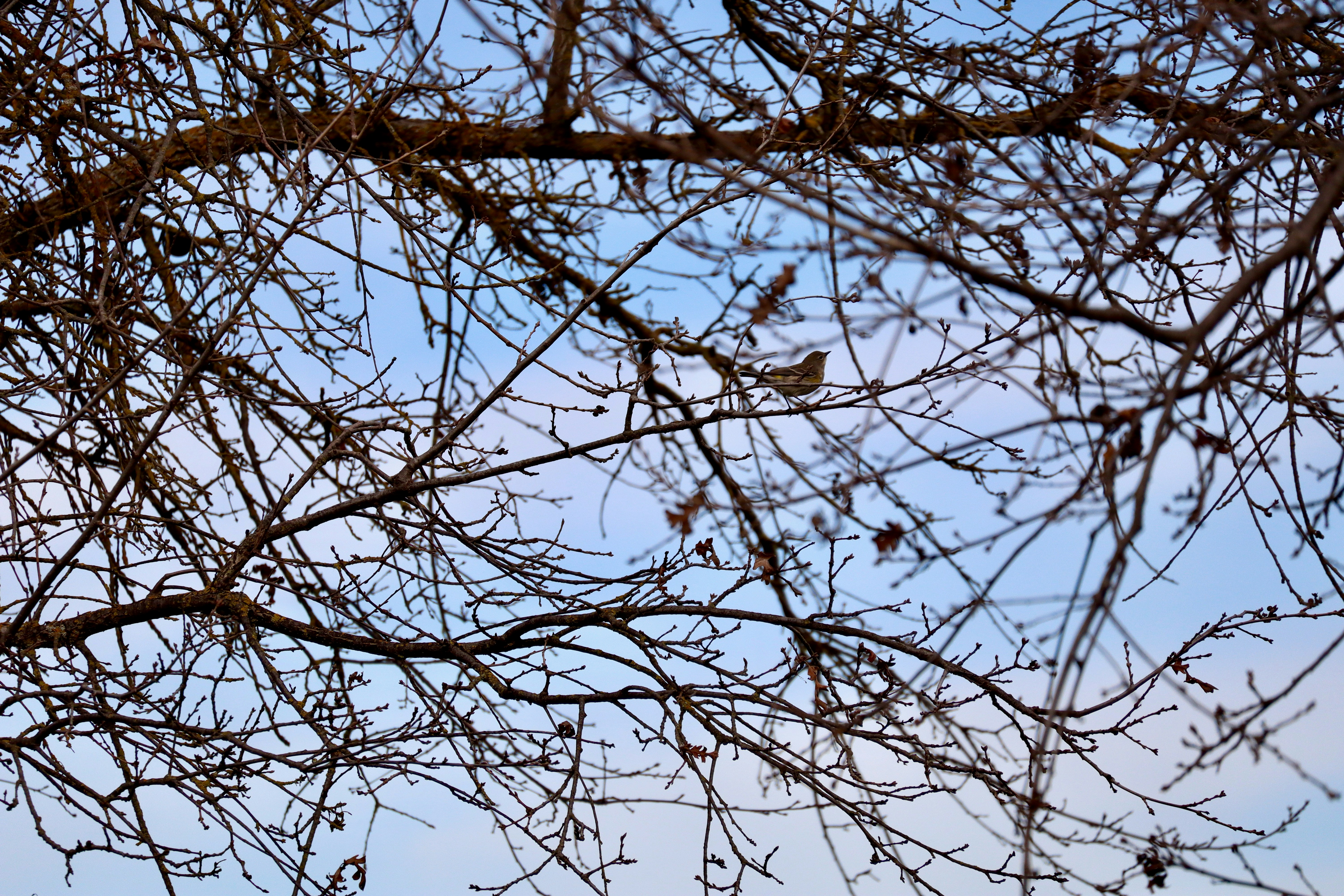 Photo by dkgreenlee