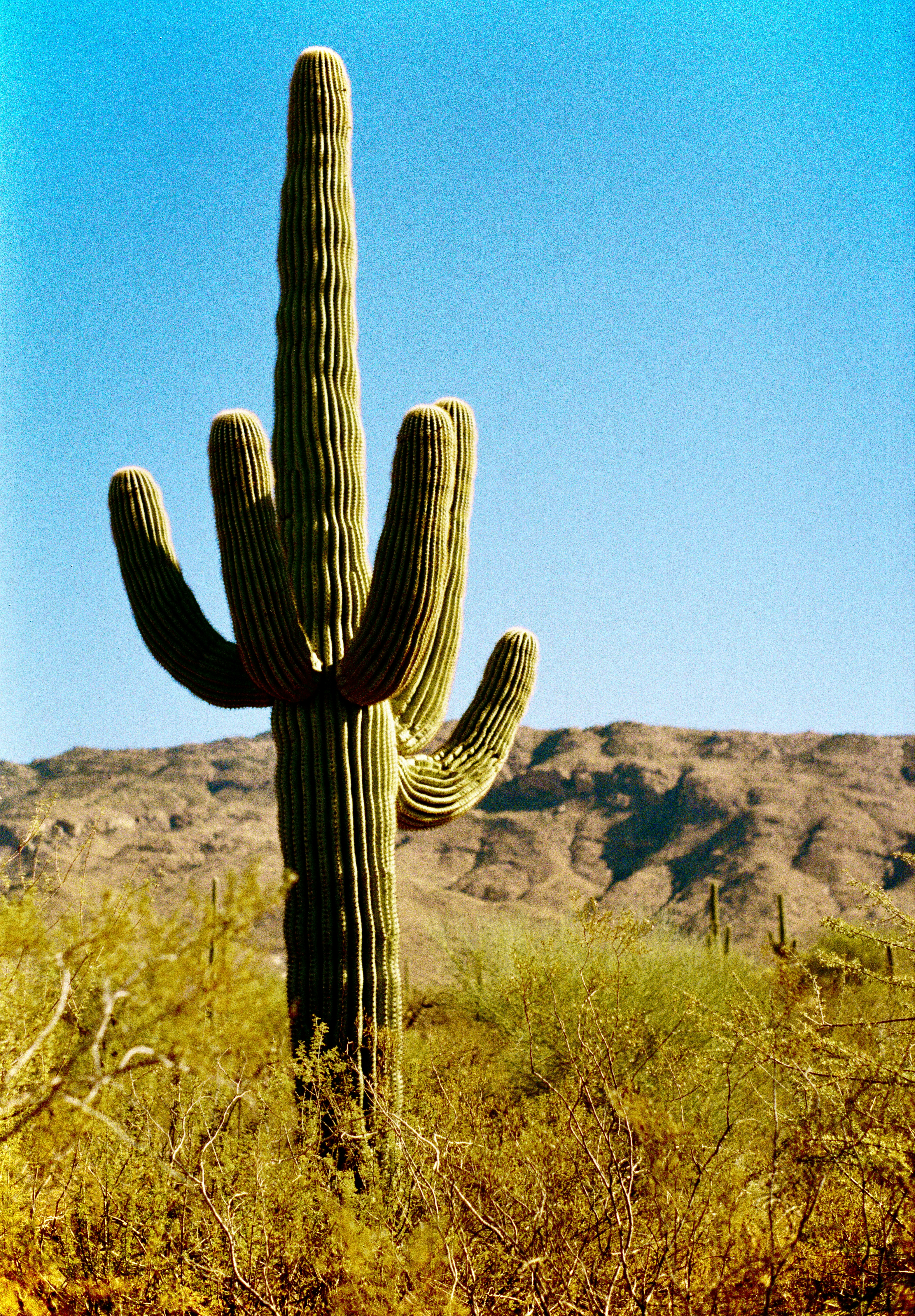 A large cactus in the middle of a desert