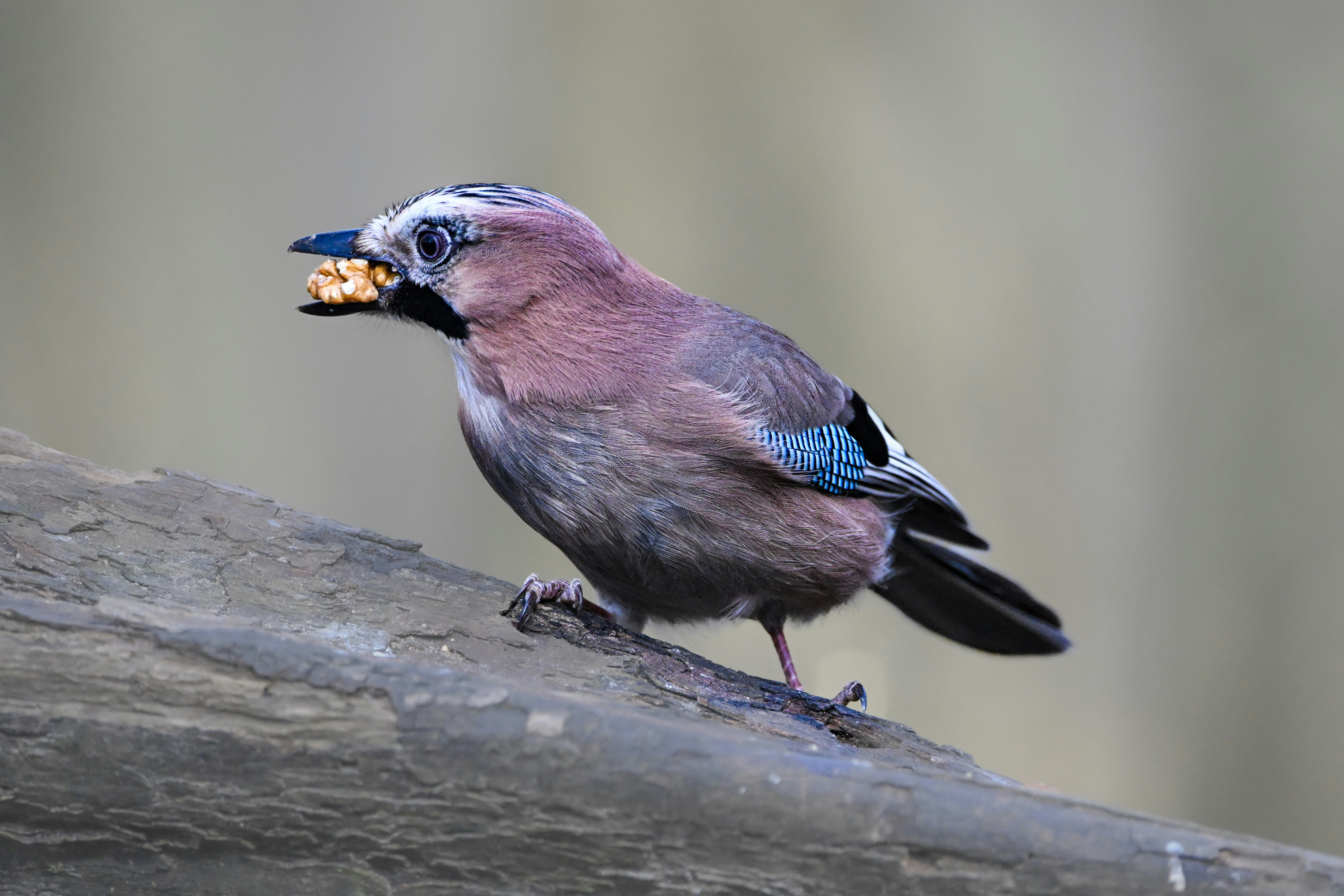 Photo by siegfriedpoepperl