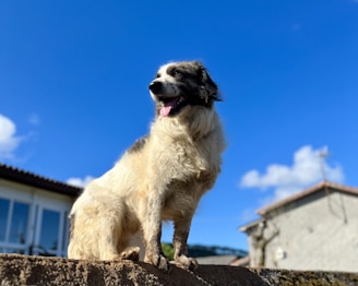 A dog sitting on top of a stone wall