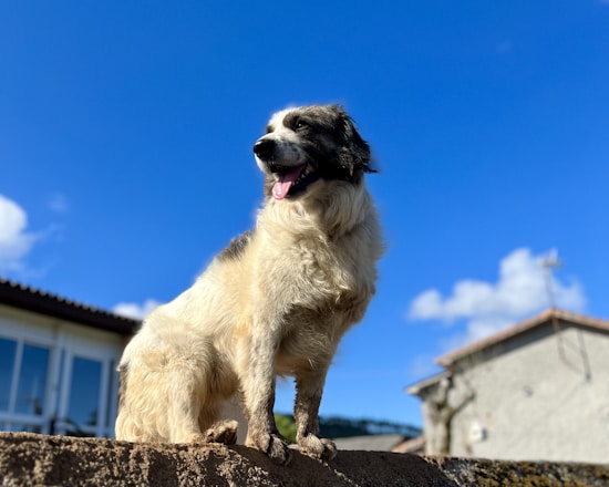 A dog sitting on top of a stone wall