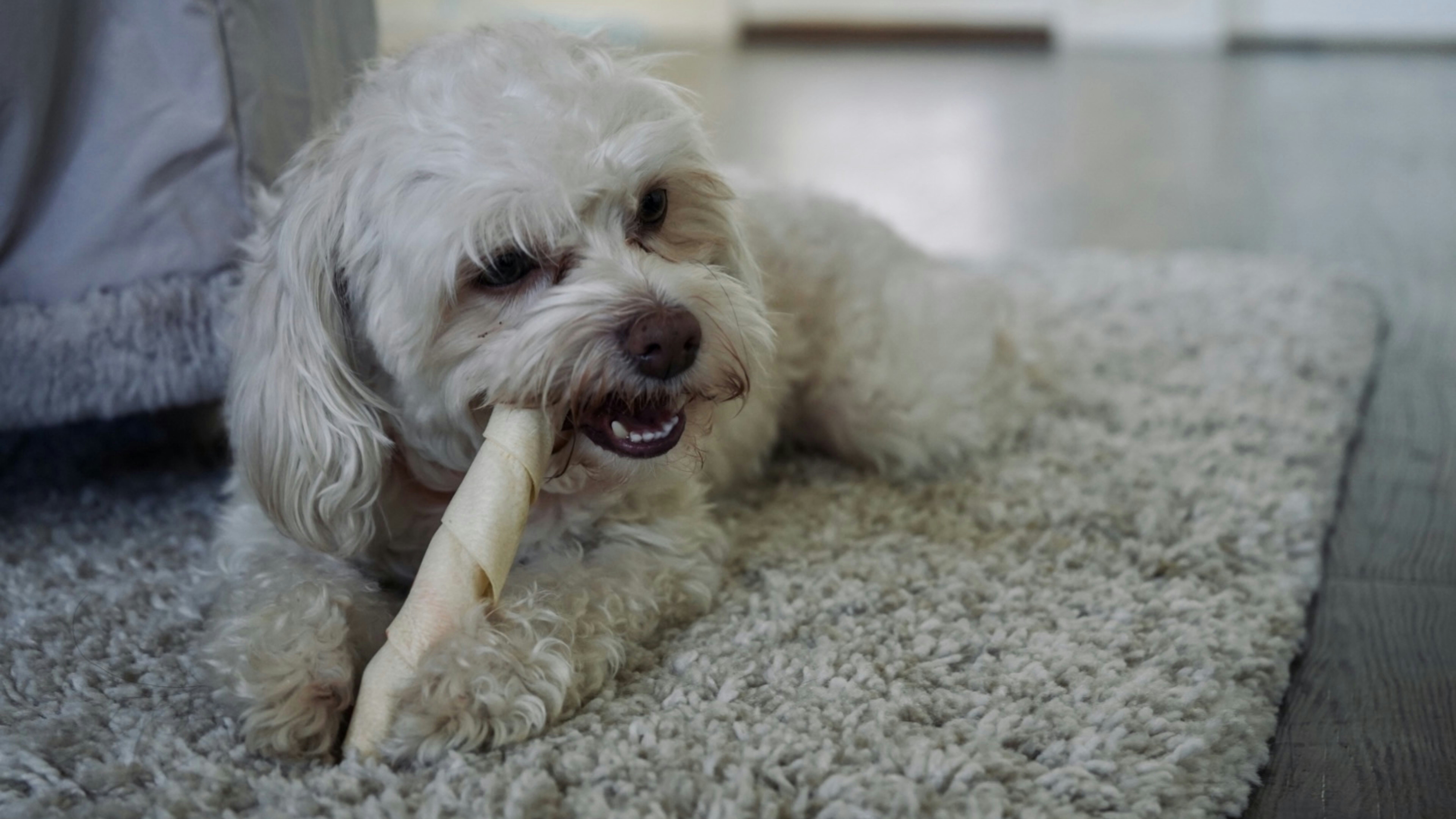 Safe dog chewing size comparison