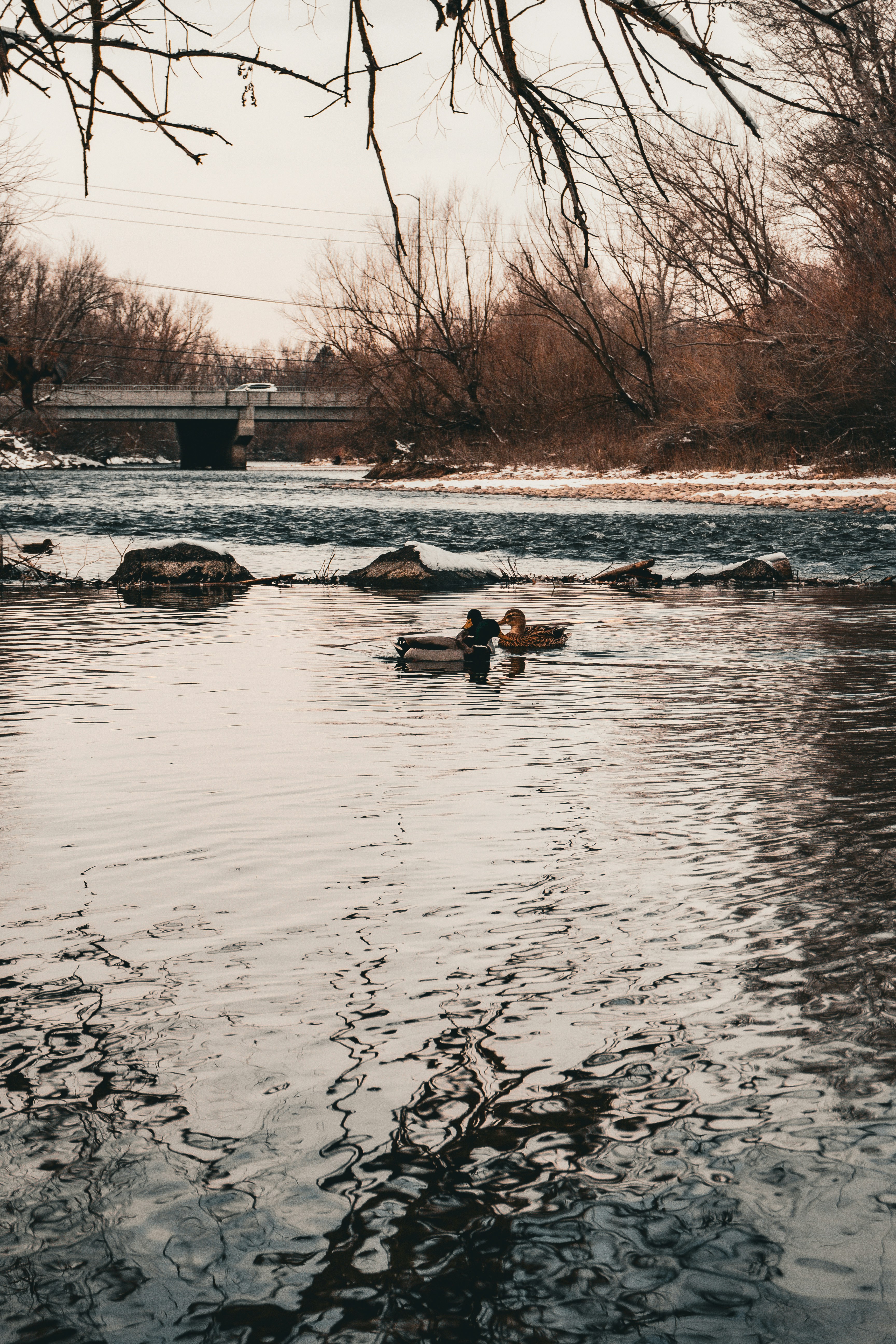 A couple of ducks floating on top of a river