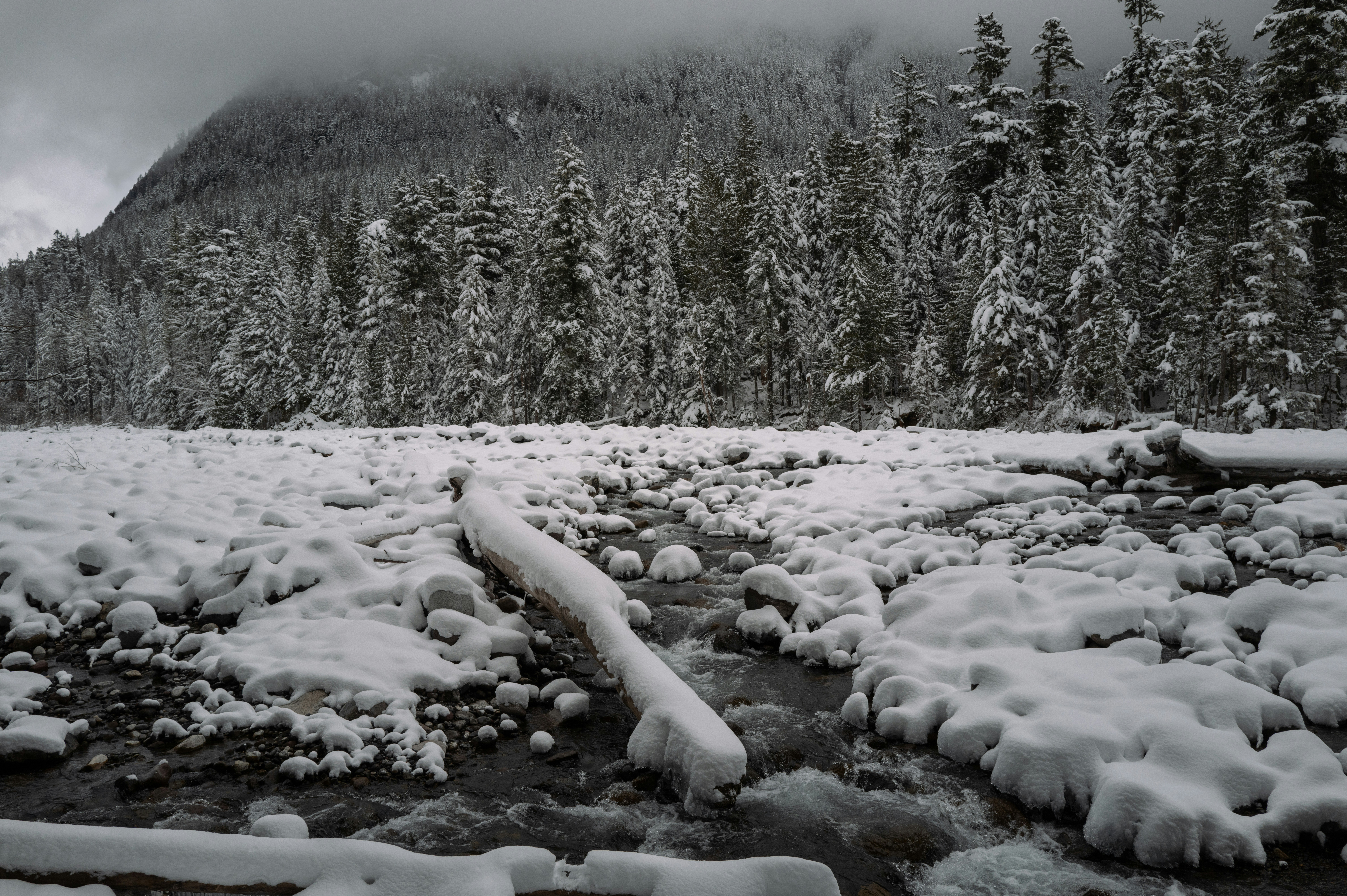 A stream running through a snow covered forest