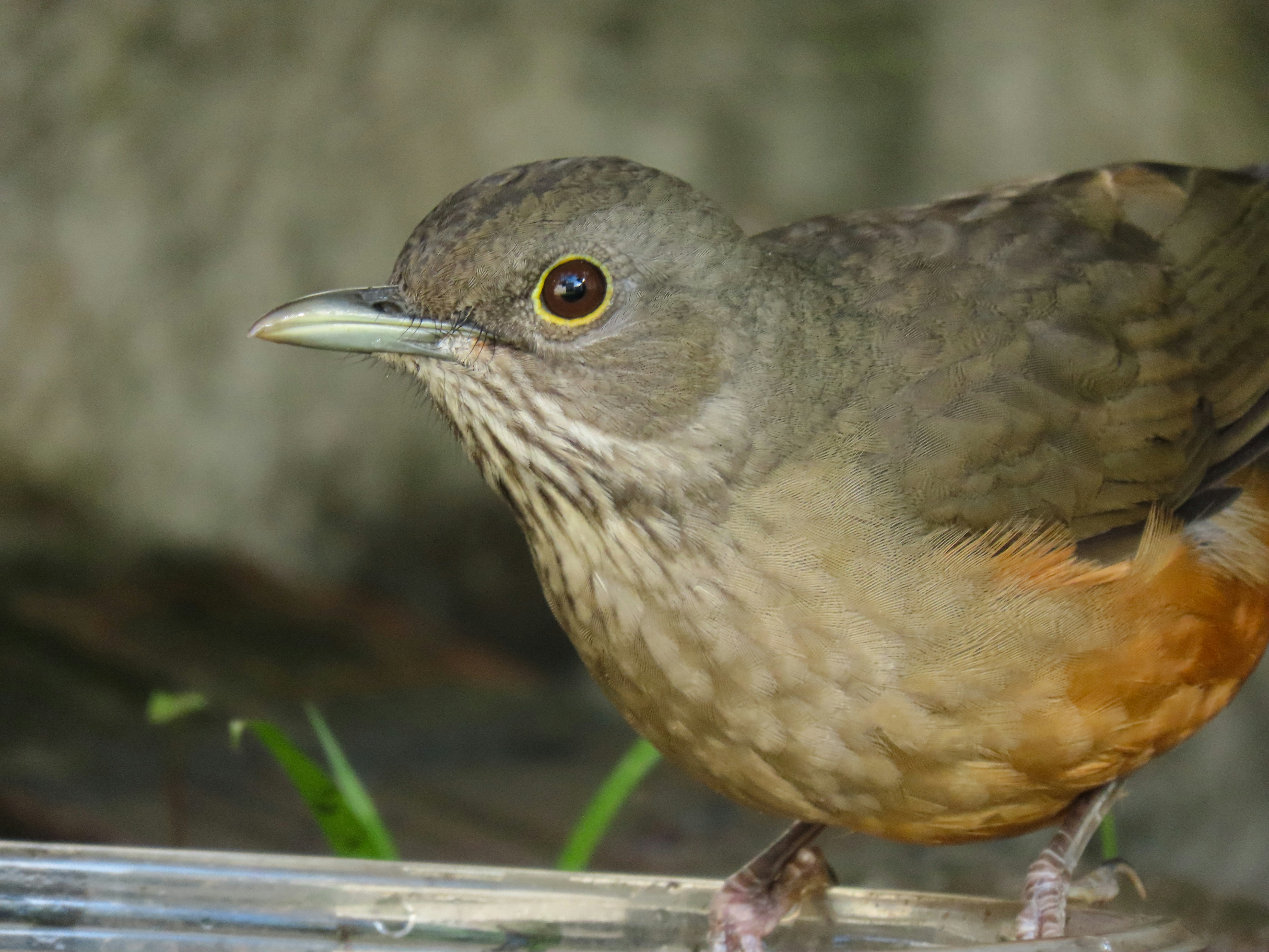 Photo by patricianicoloso