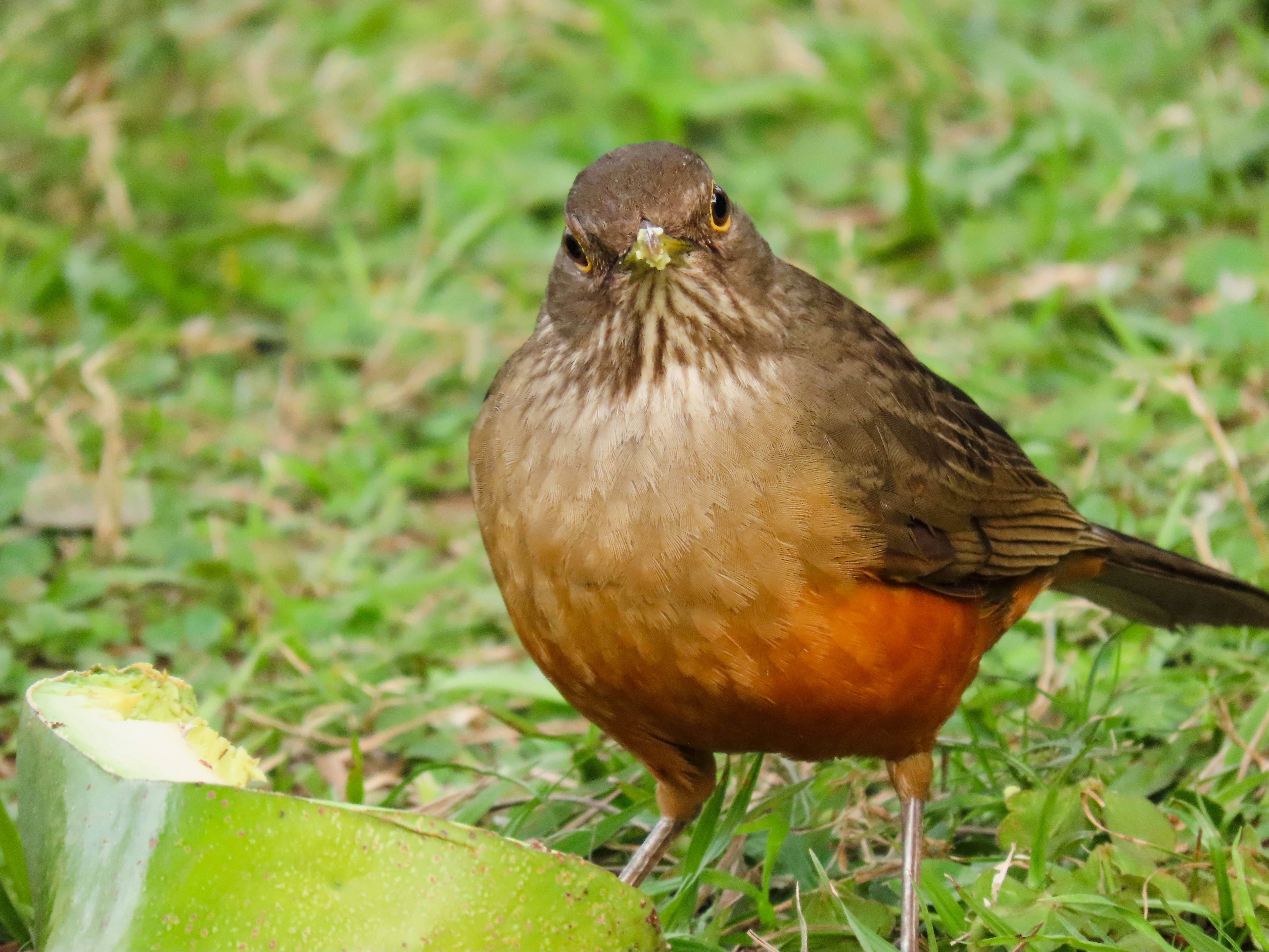 Photo by patricianicoloso