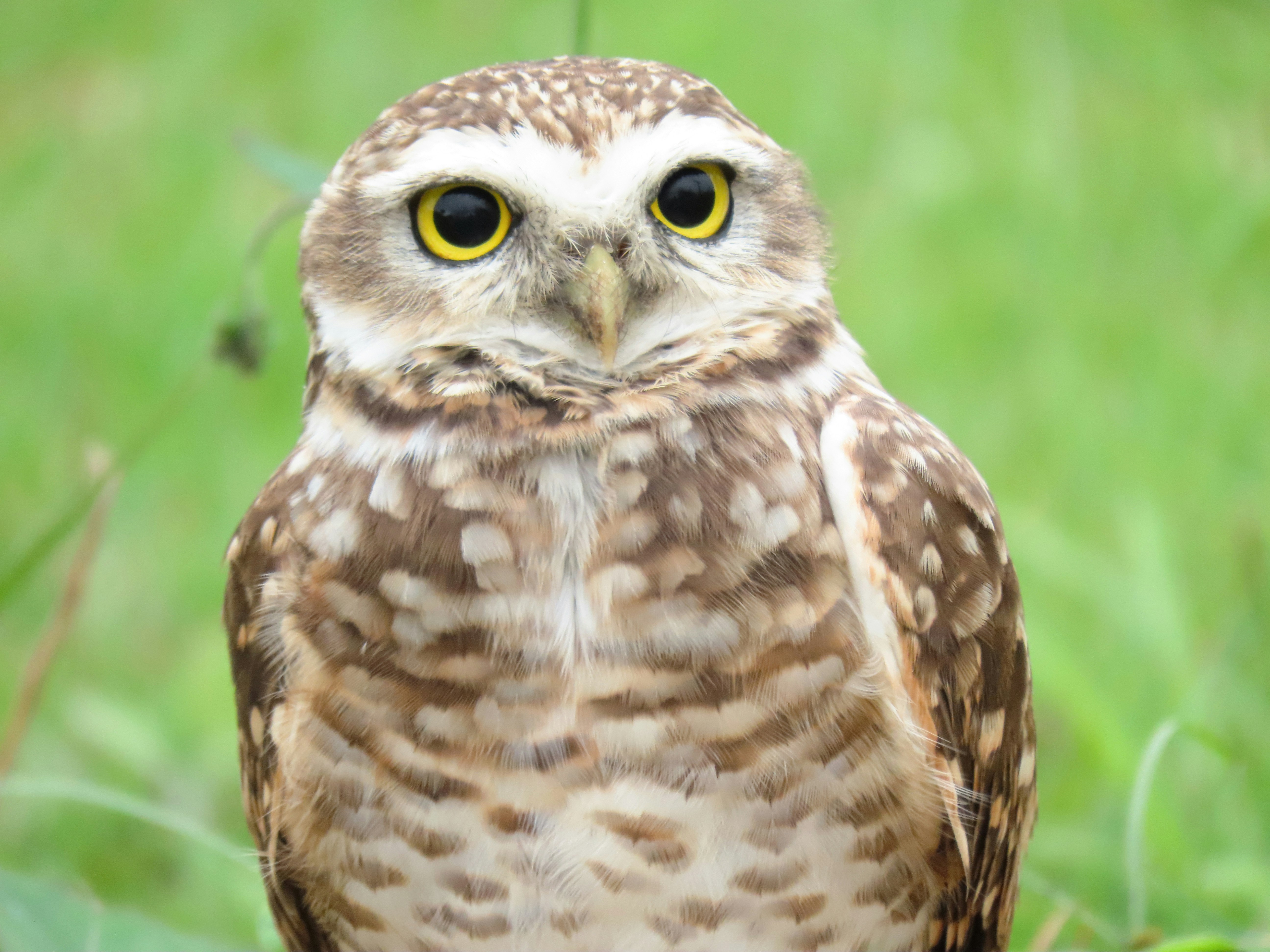 Photo by patricianicoloso