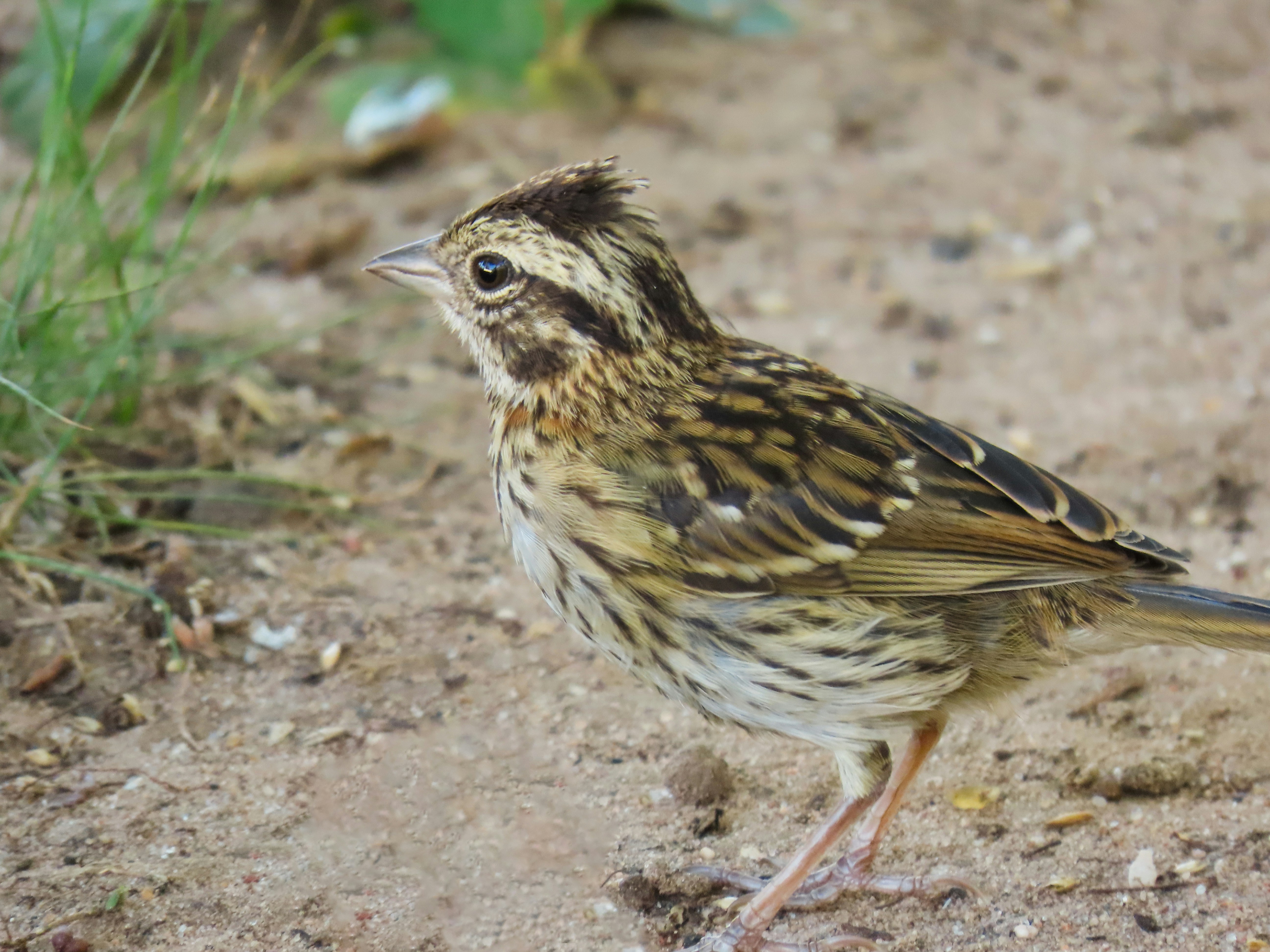 Photo by patricianicoloso