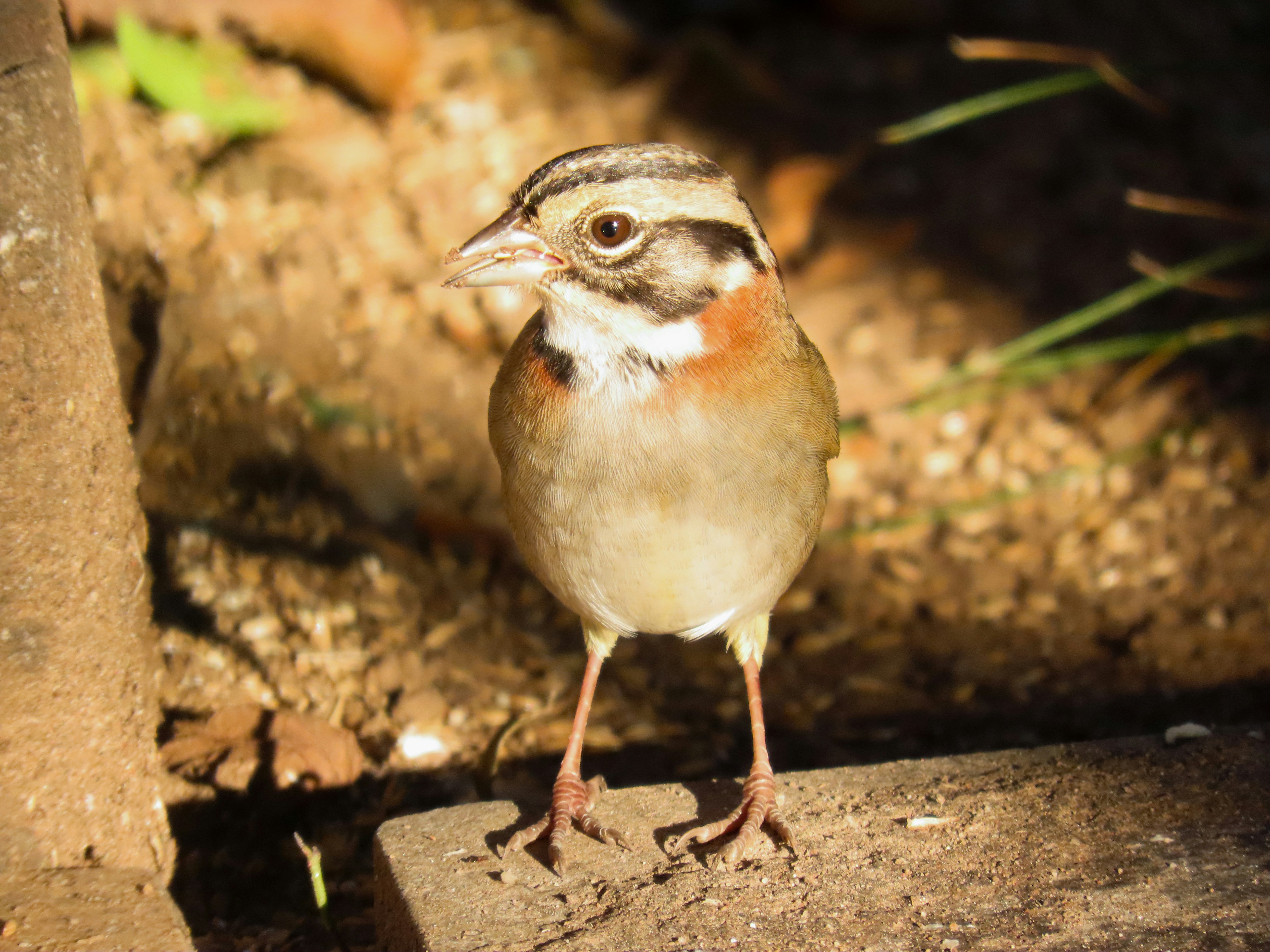 Photo by patricianicoloso