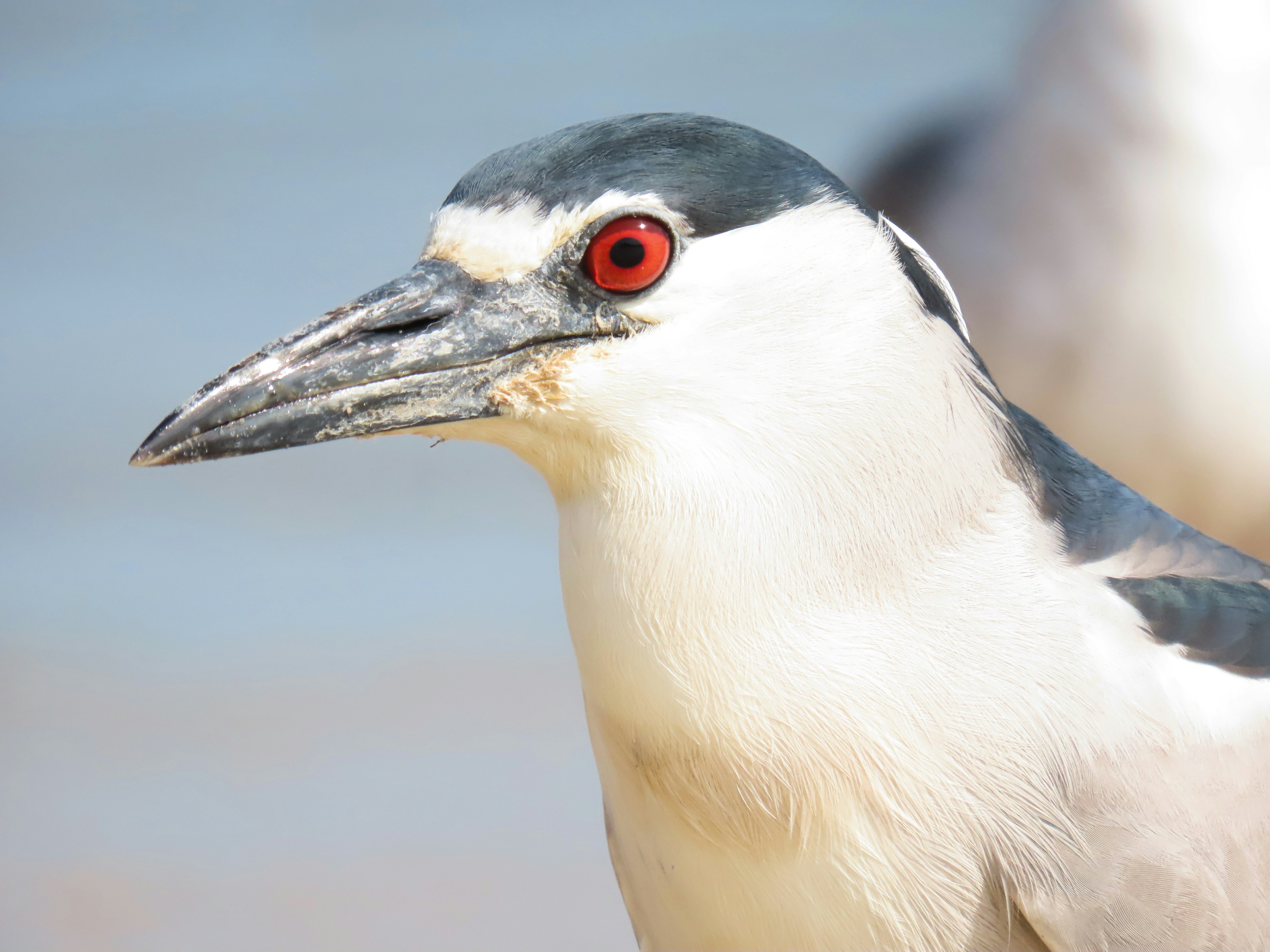 Photo by patricianicoloso