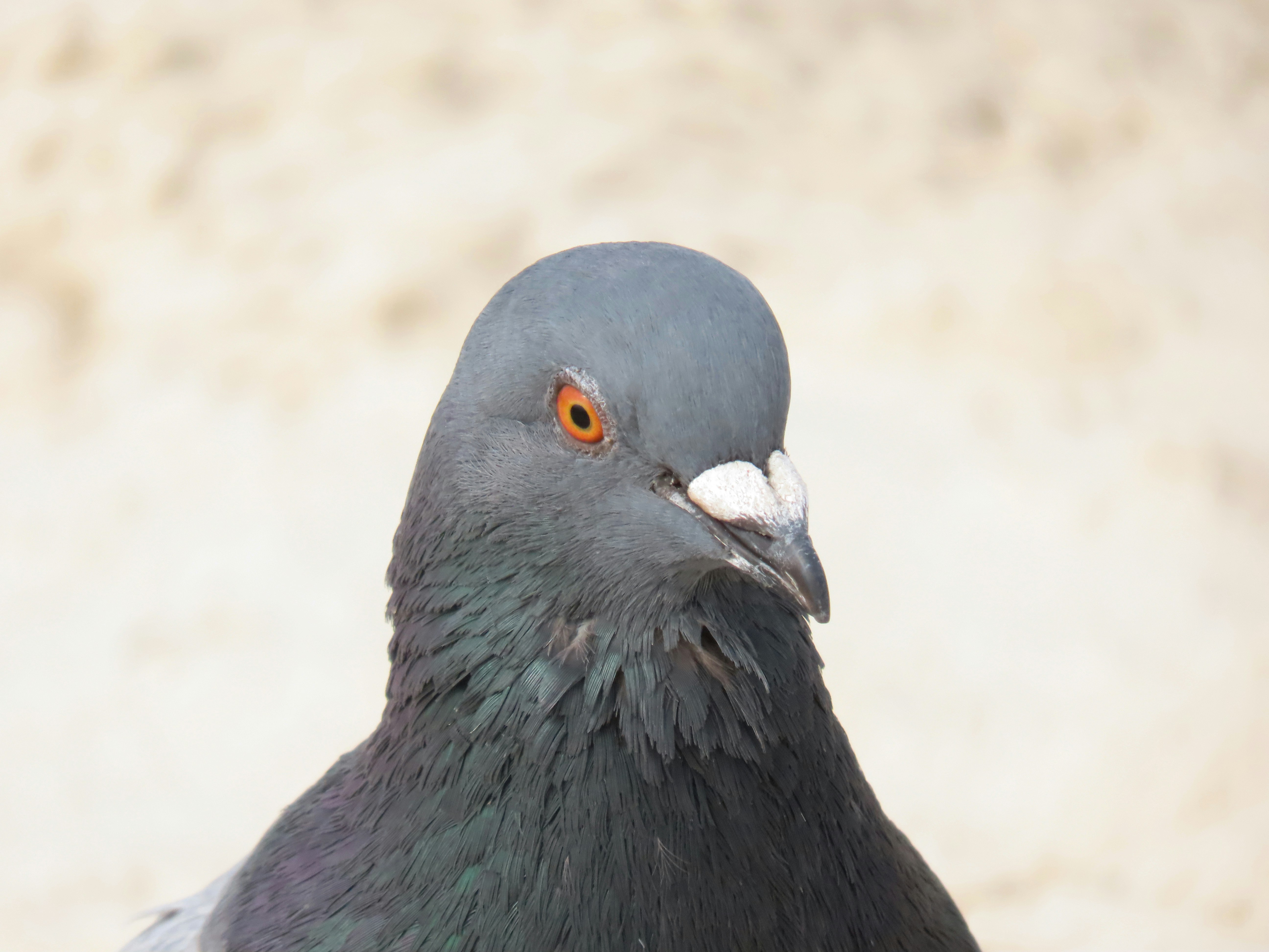 Photo by patricianicoloso