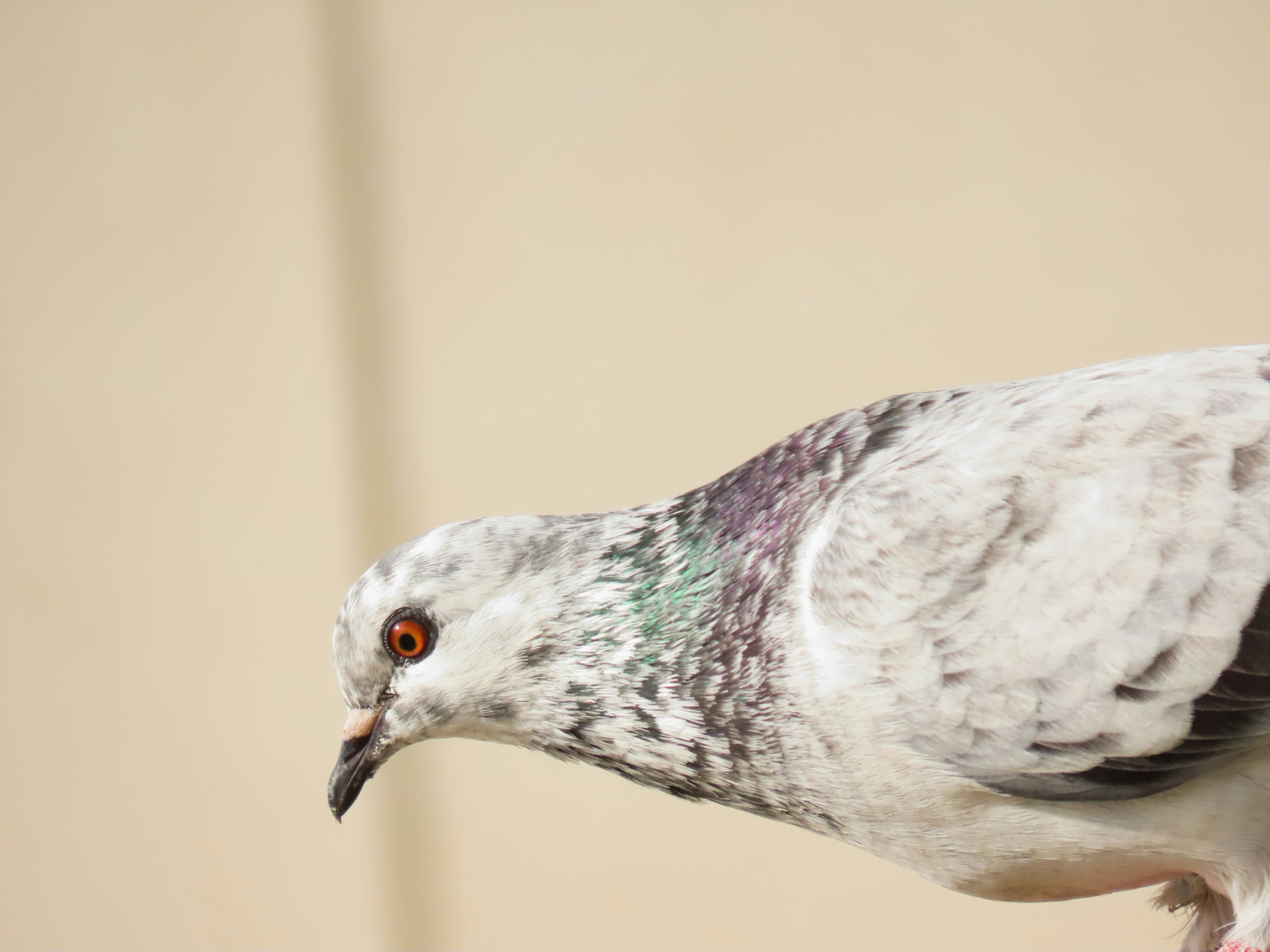 Photo by patricianicoloso