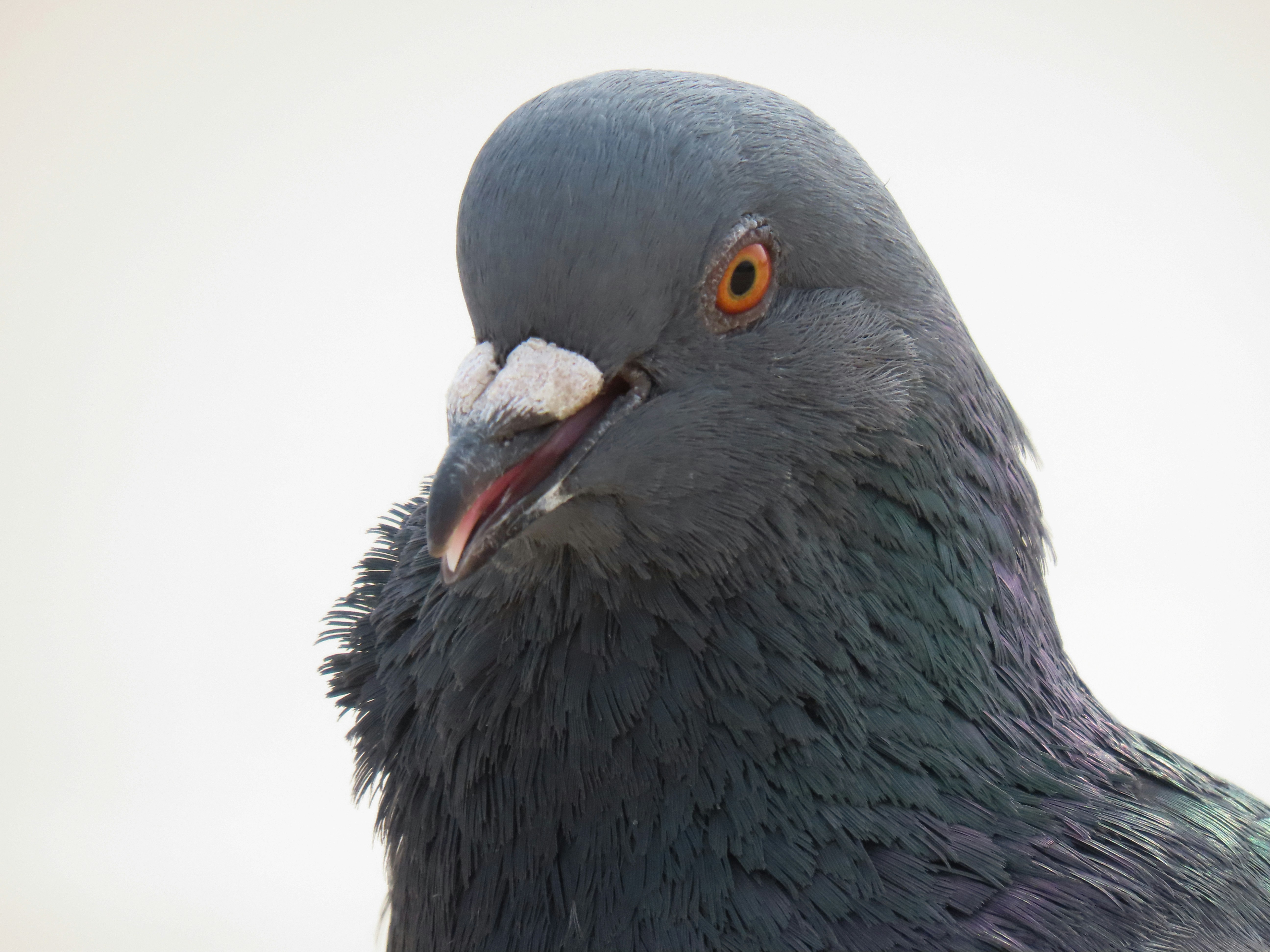 Photo by patricianicoloso