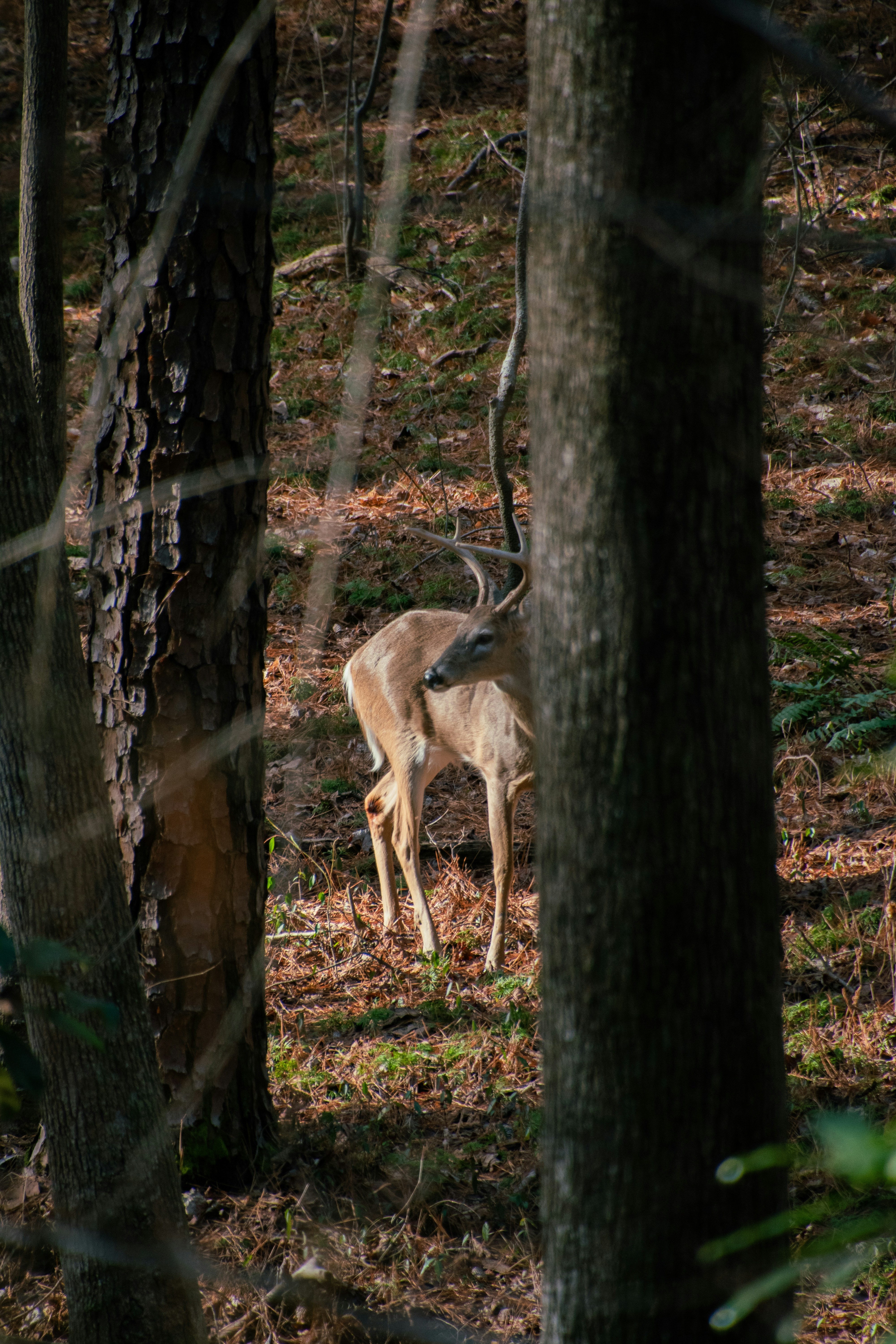 Photo by attaliehart