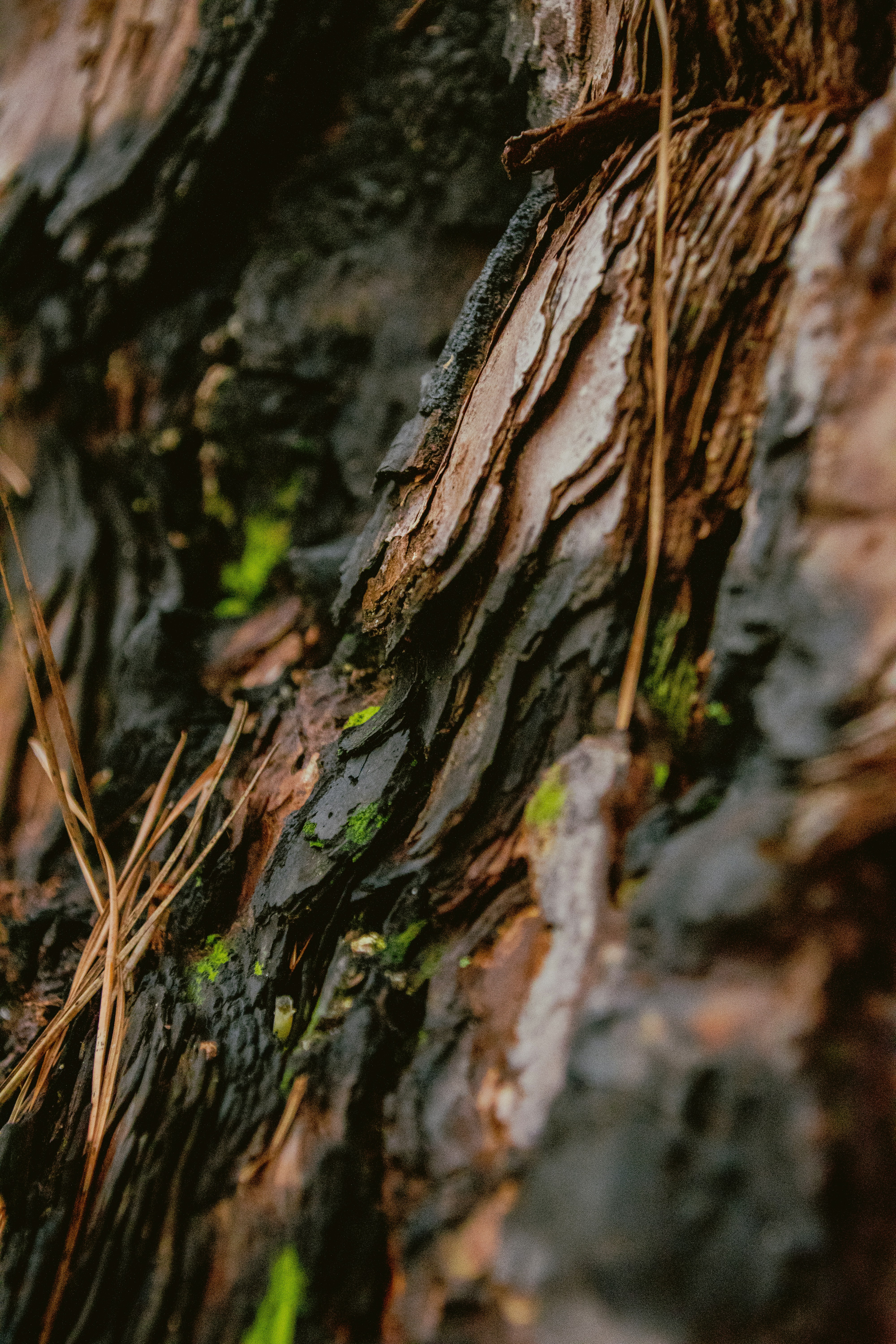 Photo by attaliehart