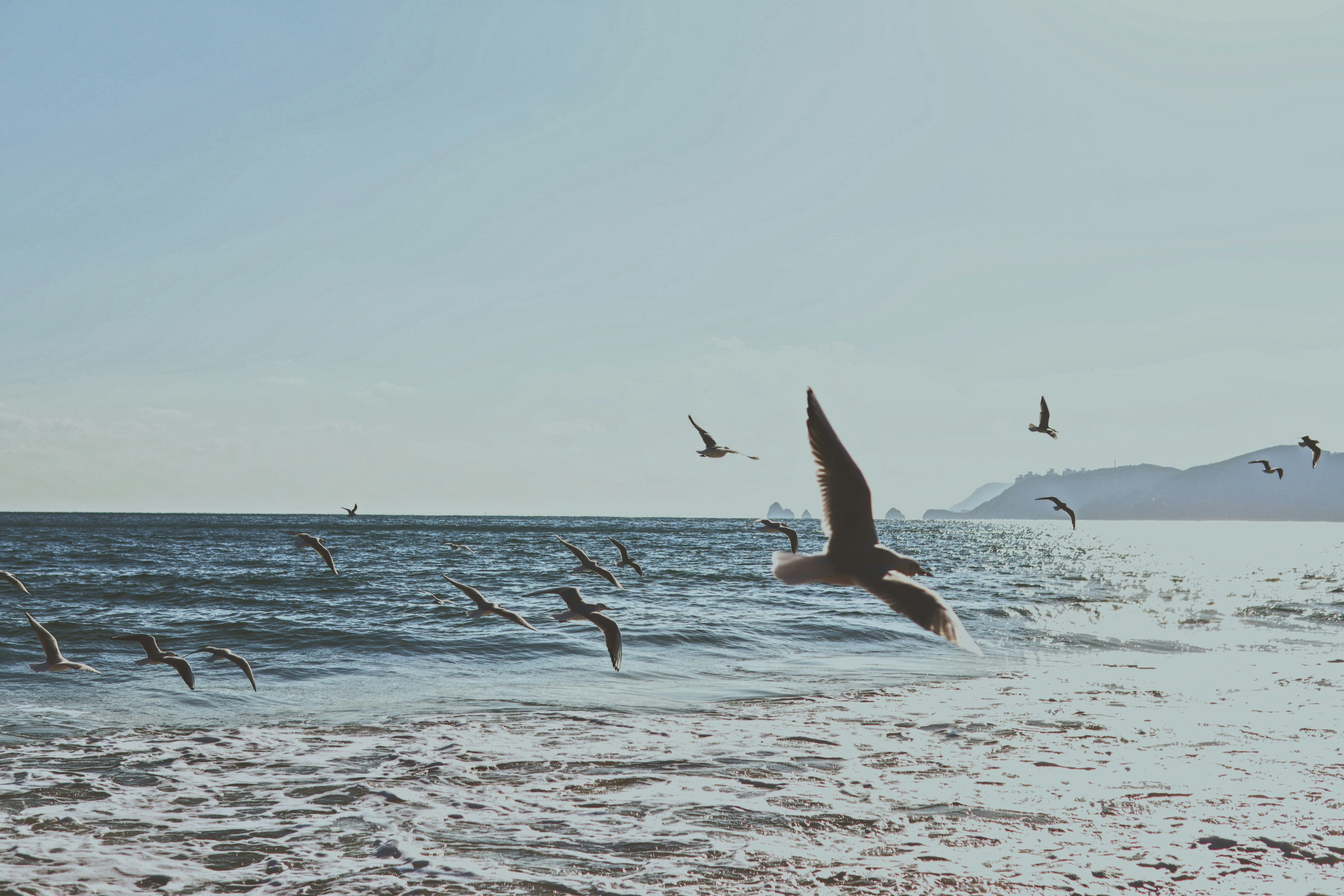 A flock of birds flying over the ocean