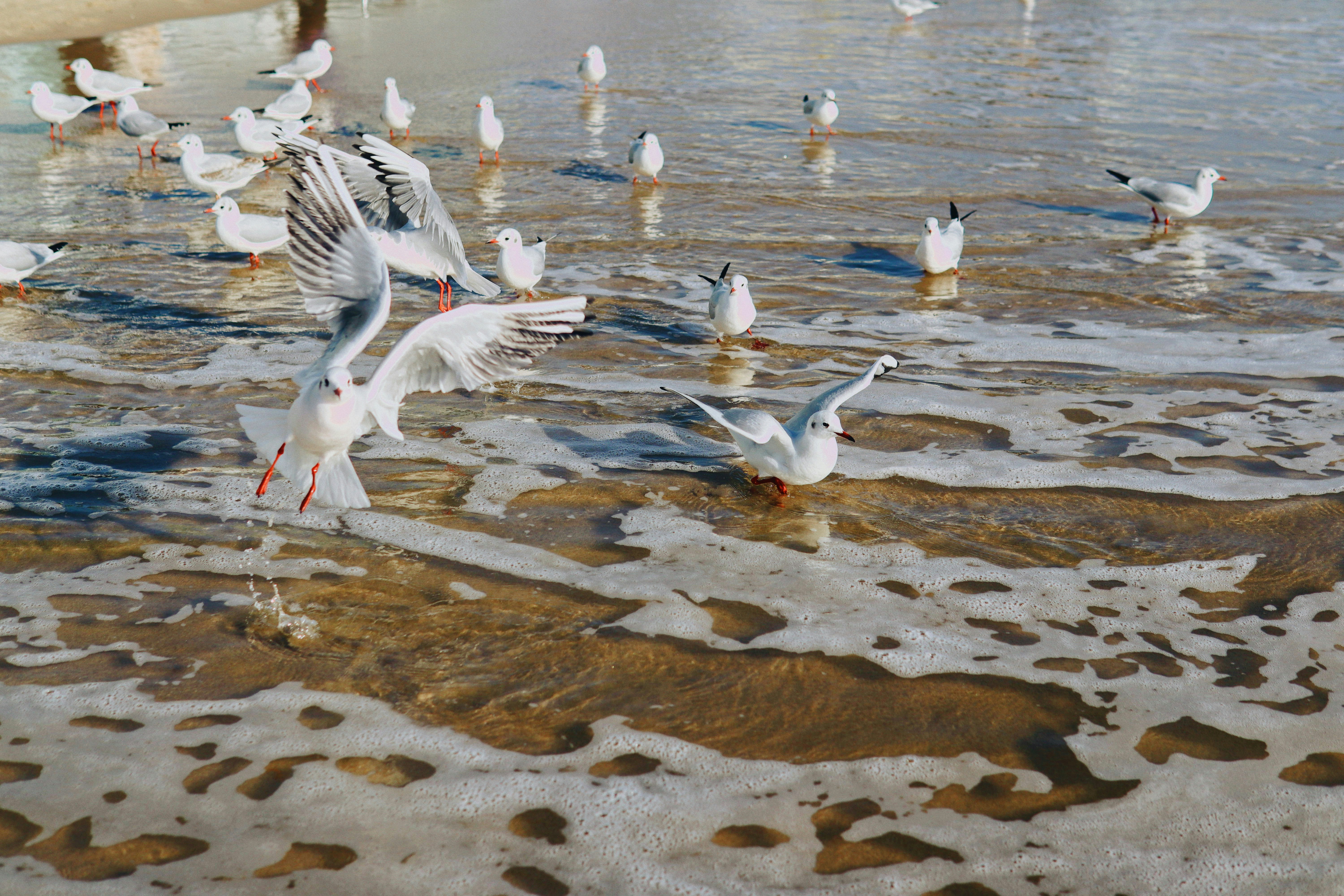 A flock of seagulls and seagulls on the beach