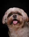 Milo