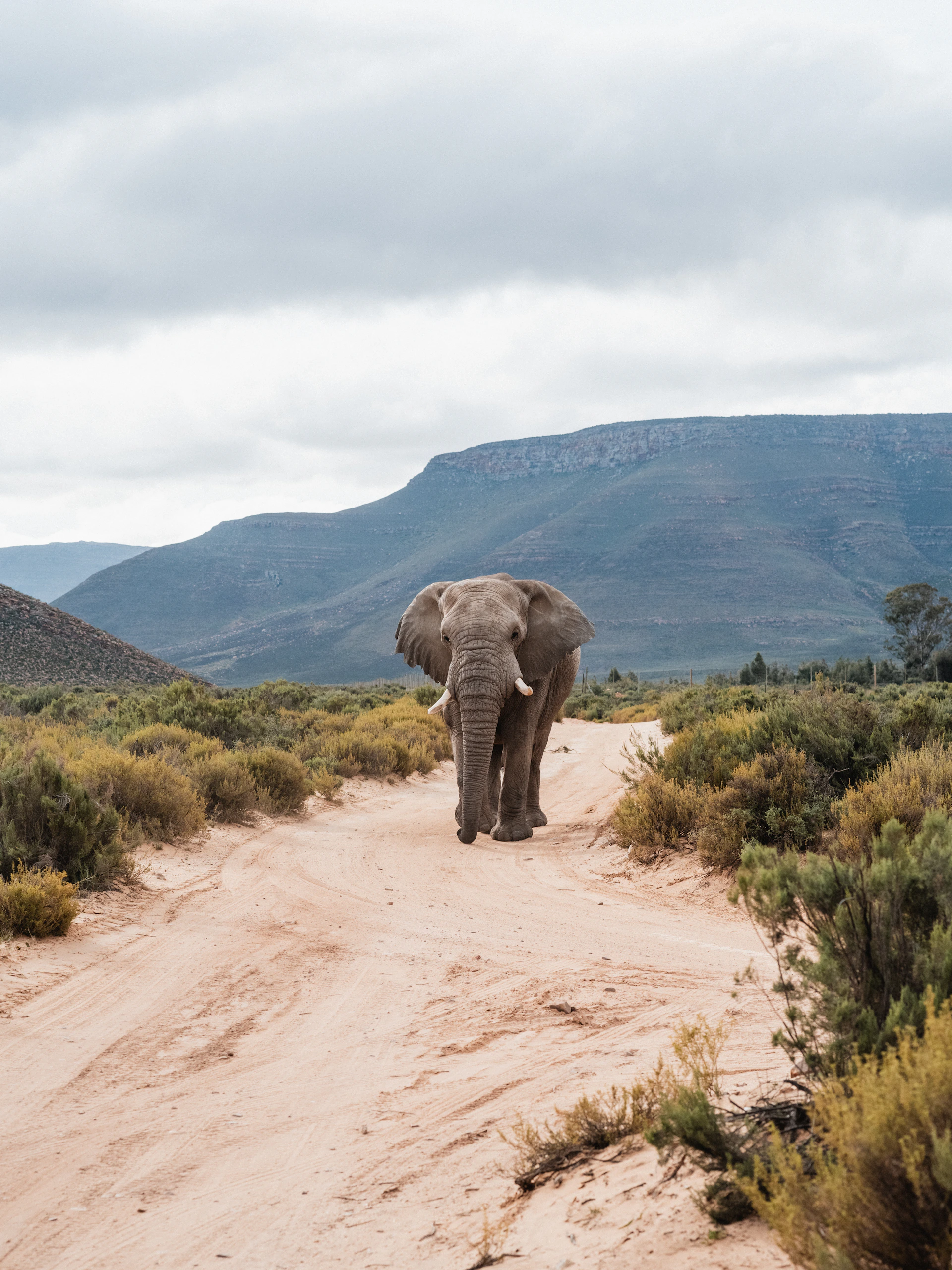 Aquila Big 5 Safari — Cape Town tour