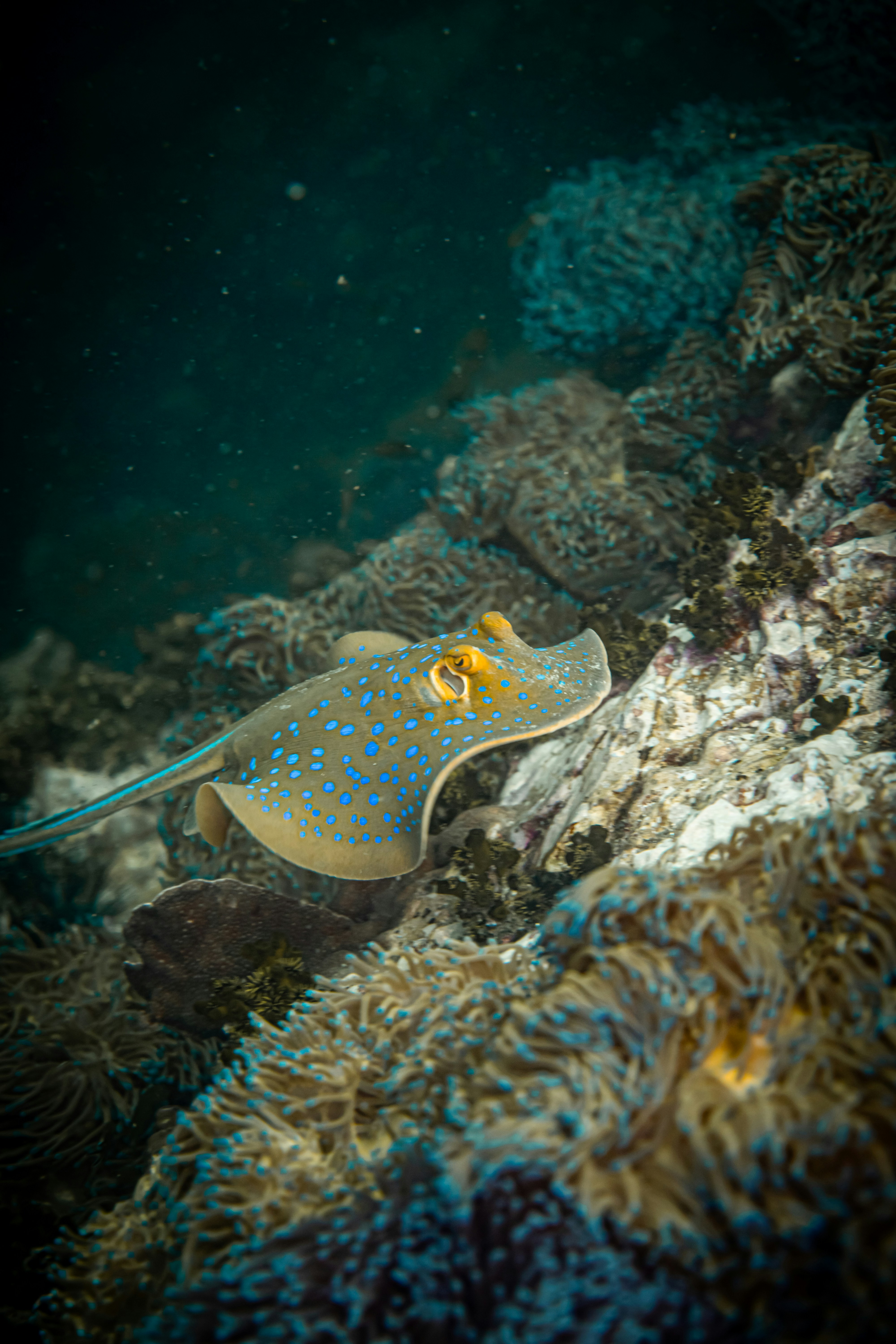 A sea anemone hiding in a coral reef