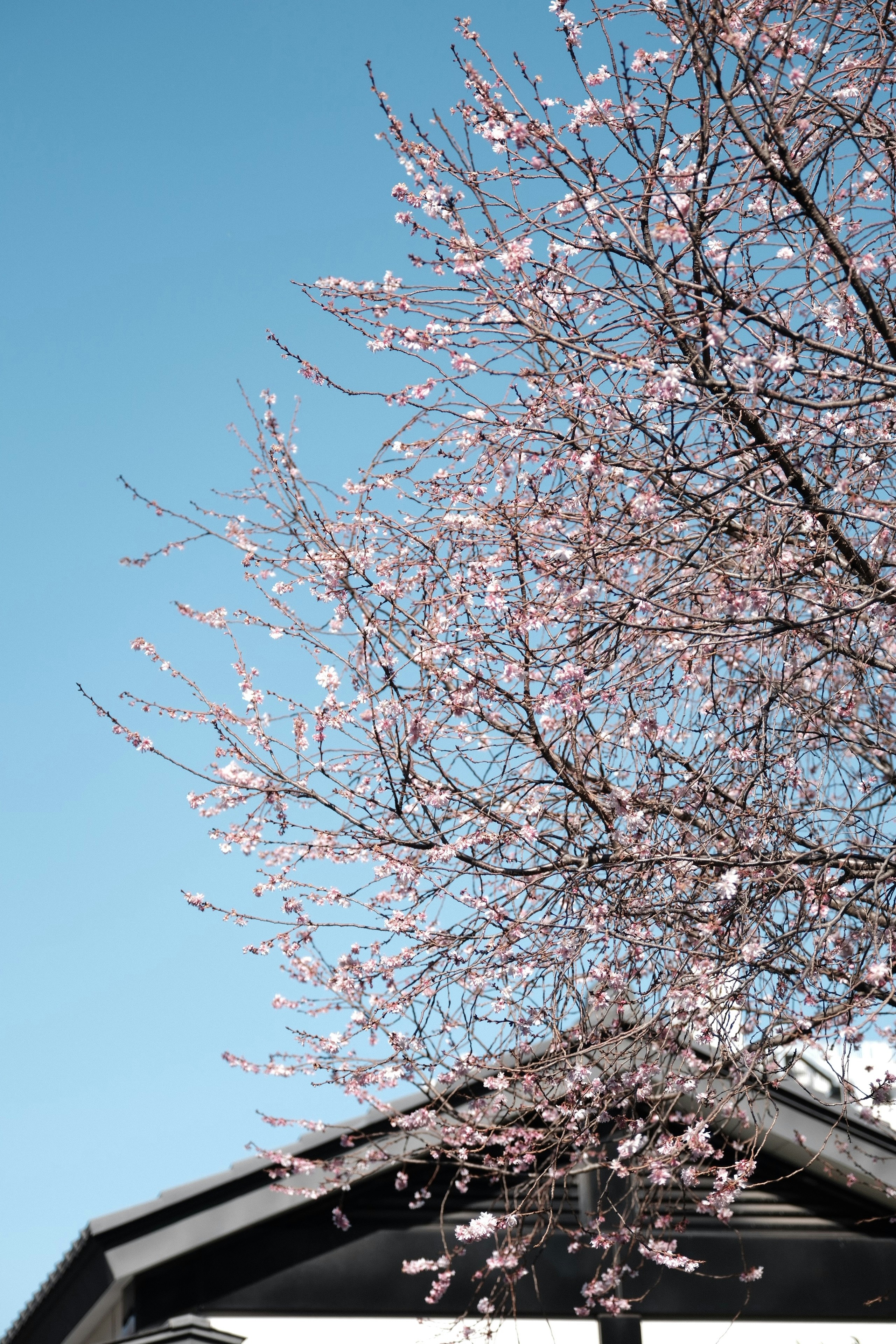 Photo by woshichuxuan0701