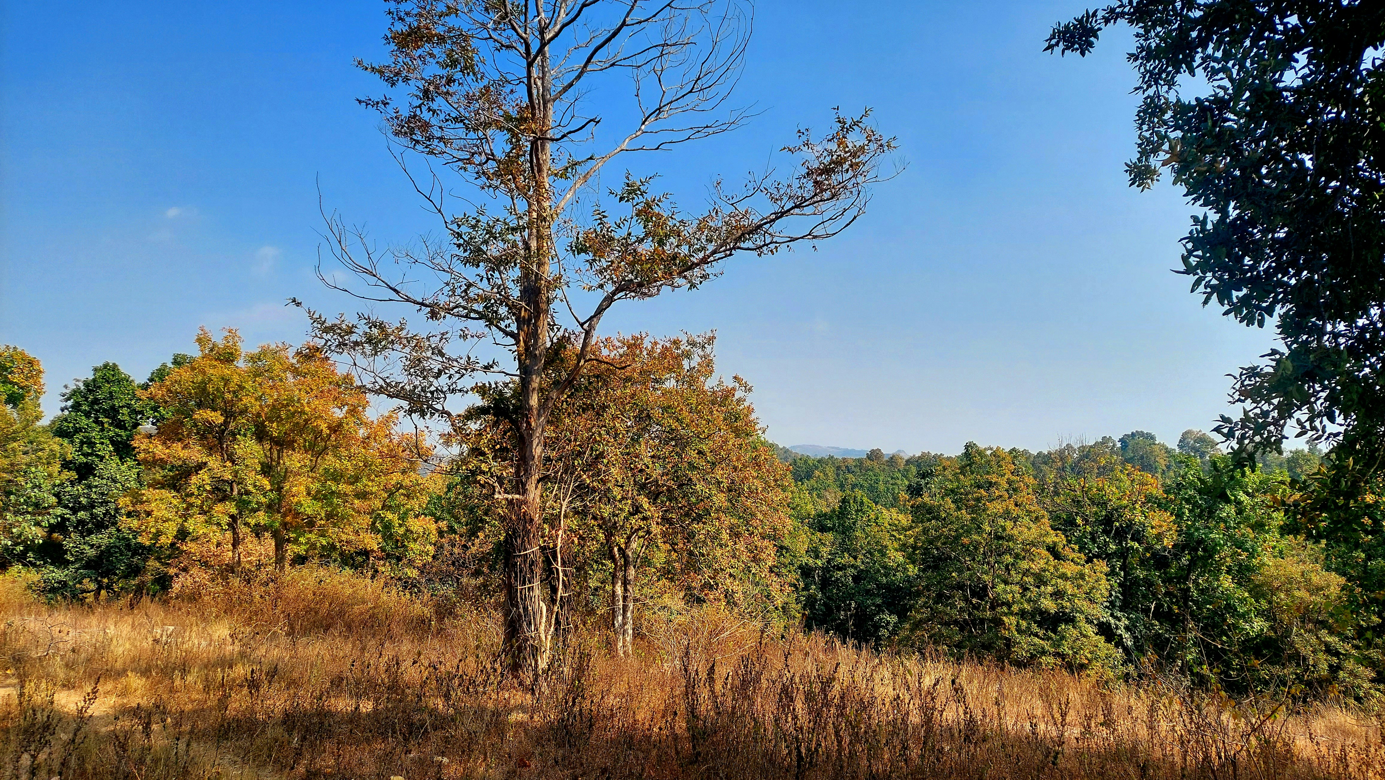 Jharkhand forest landscape