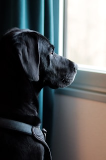 A black dog looking out of a window