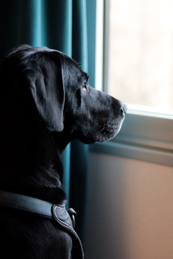 A black dog looking out of a window