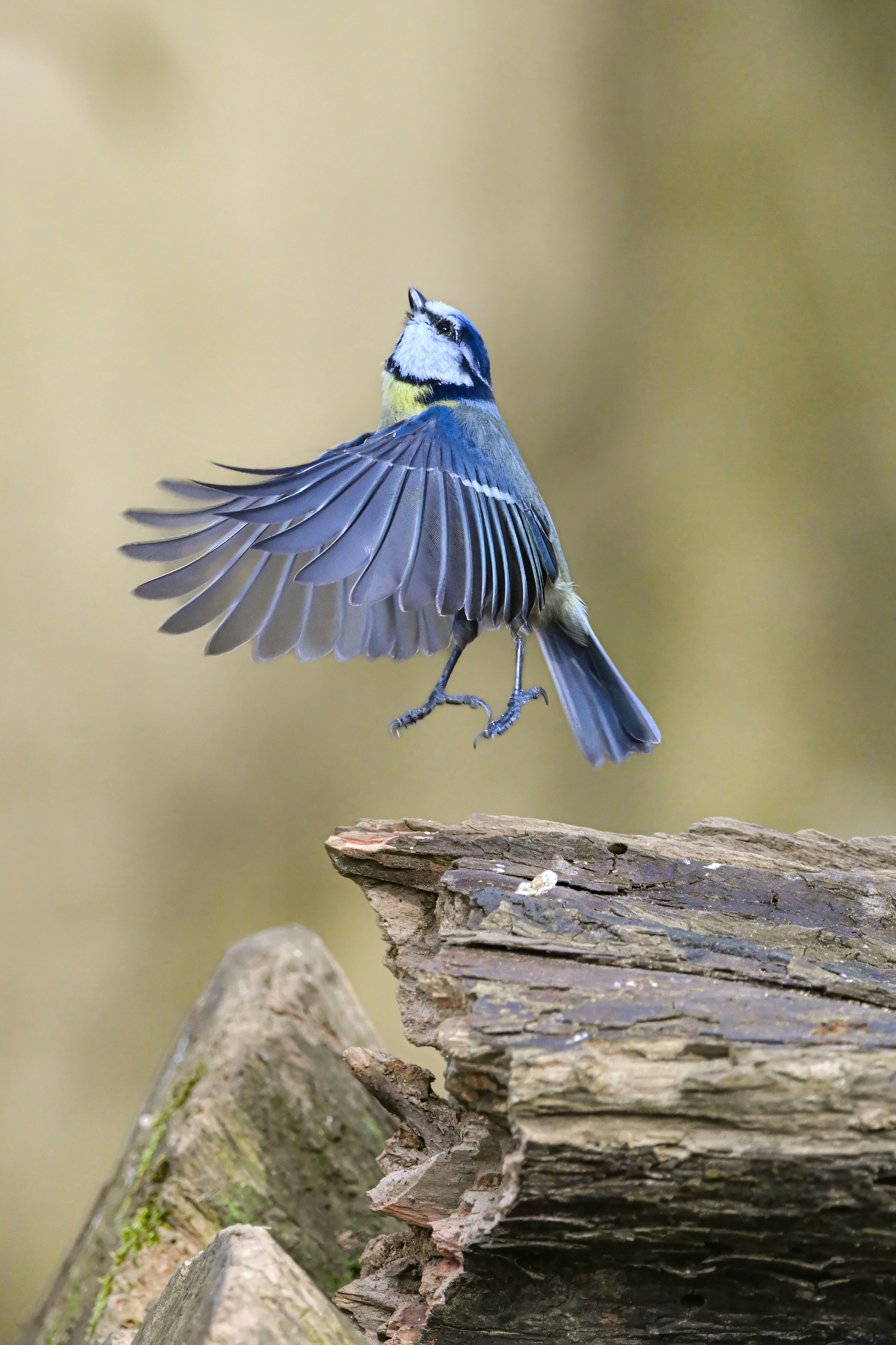 Photo by siegfriedpoepperl