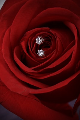 A close up of a red rose with a diamond ring