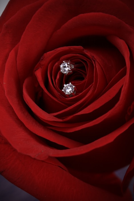 A close up of a red rose with a diamond ring