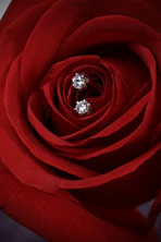 A close up of a red rose with a diamond ring
