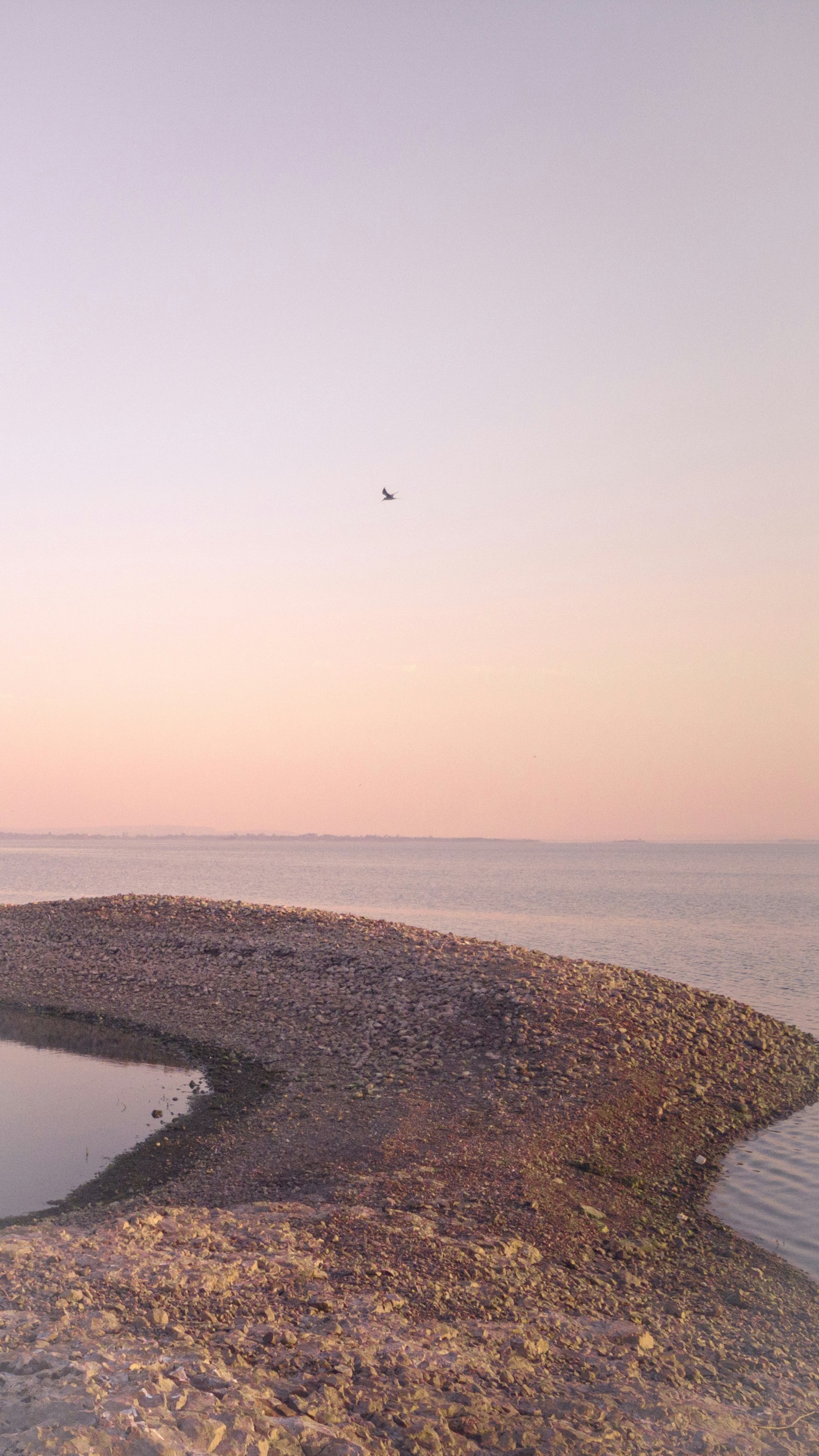 A bird flying over a body of water photo – Free Beach Image on Unsplash