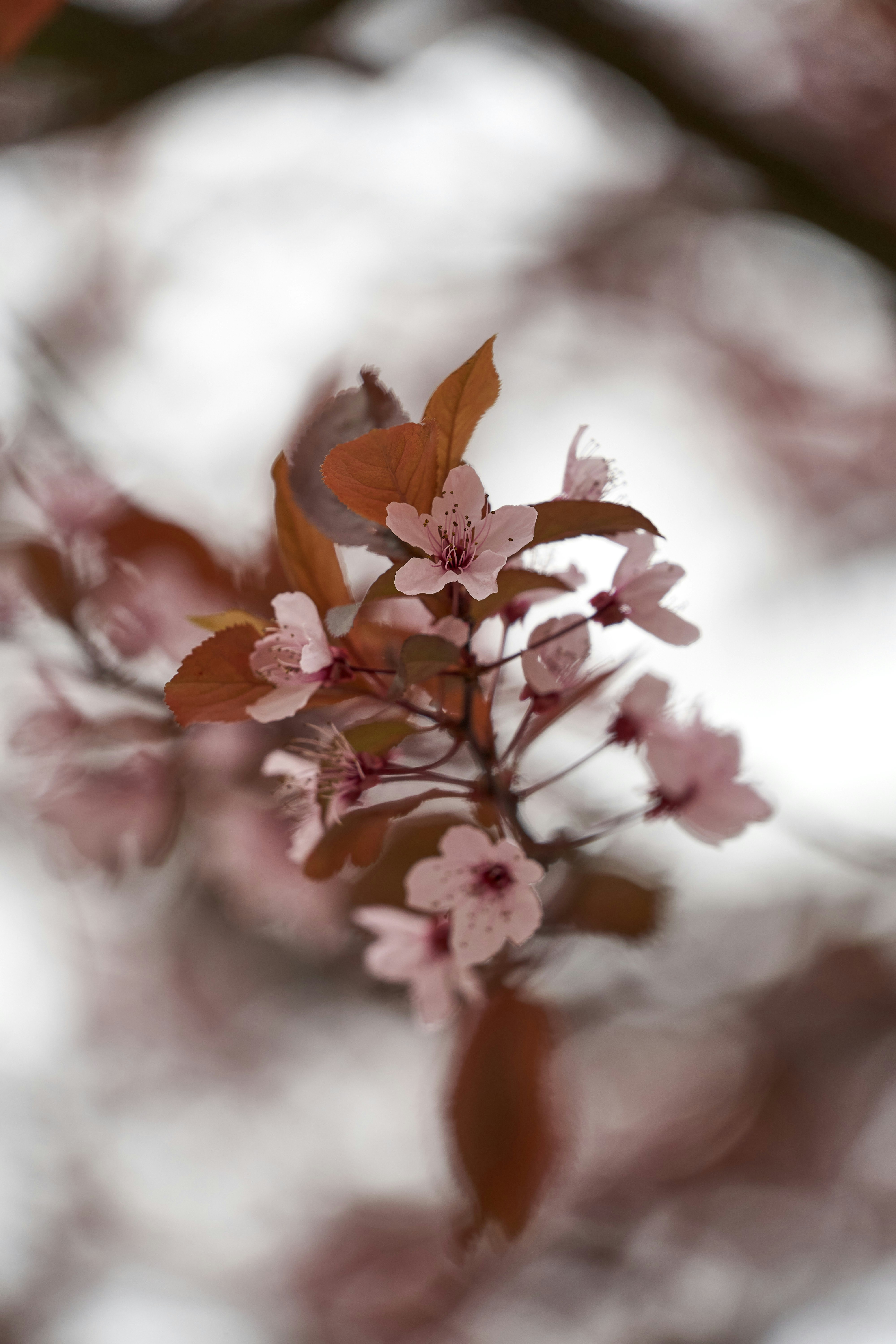 Photo by wolfgang_hasselmann