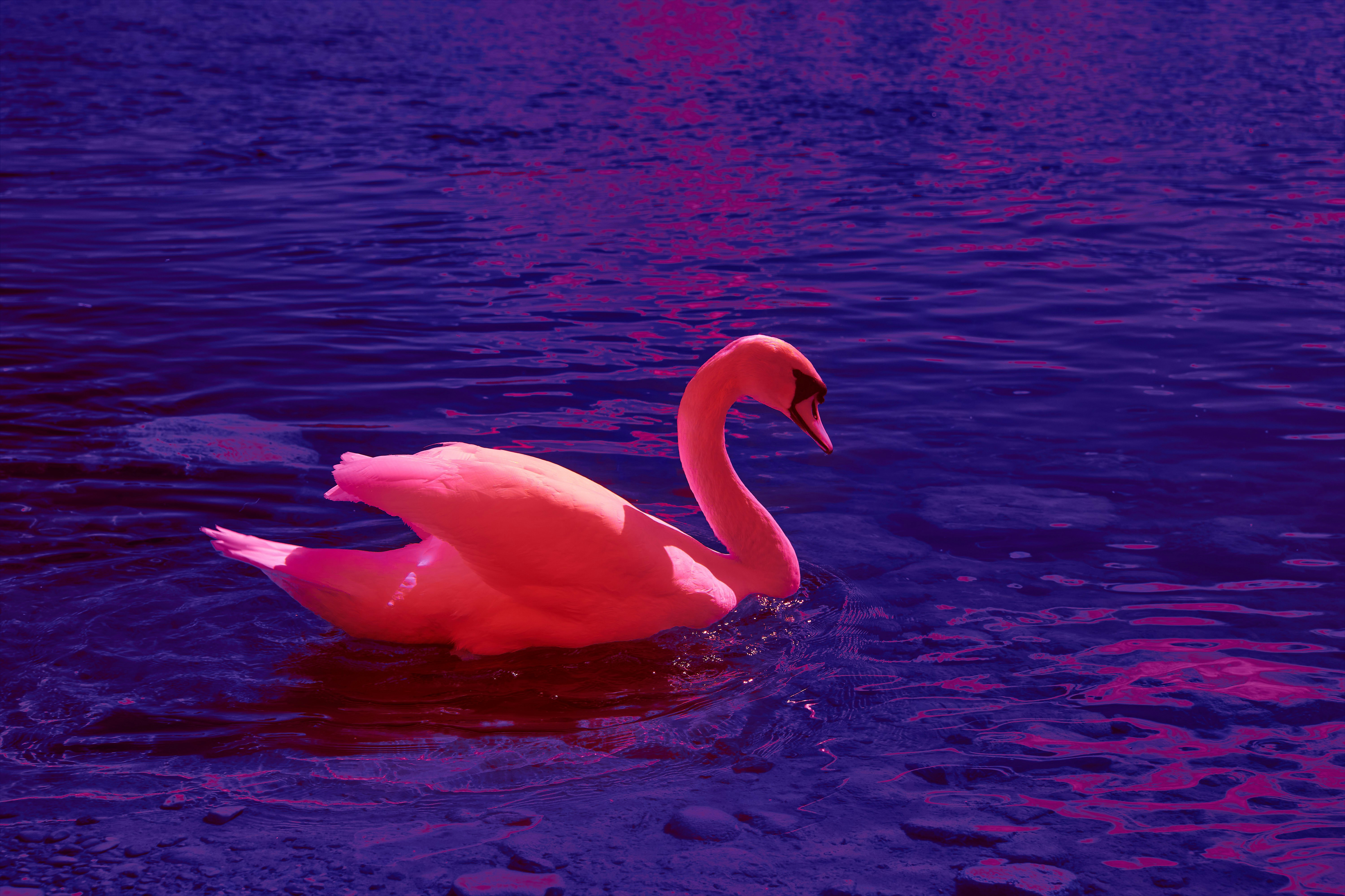 Photo by wolfgang_hasselmann