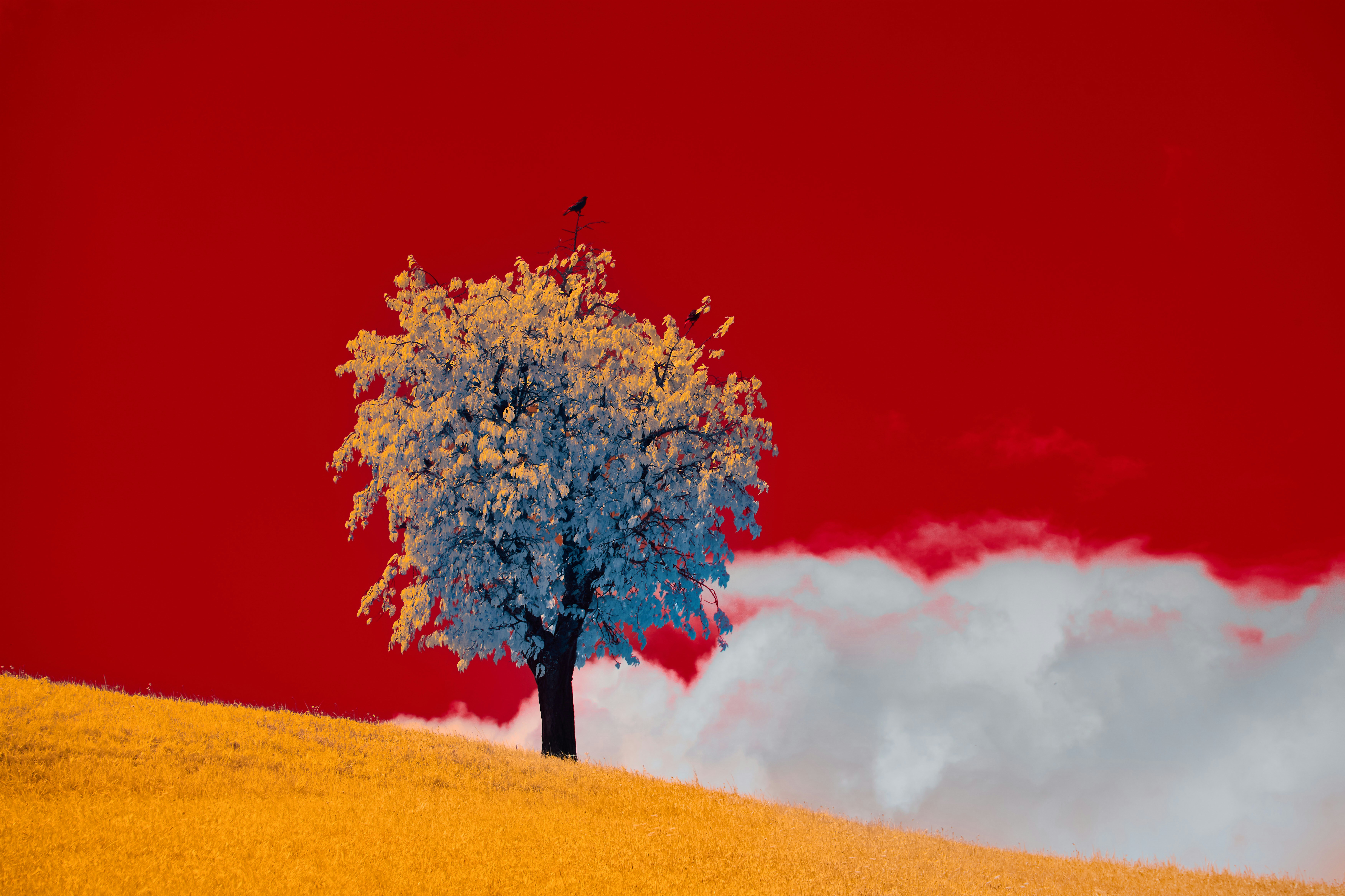 Photo by wolfgang_hasselmann