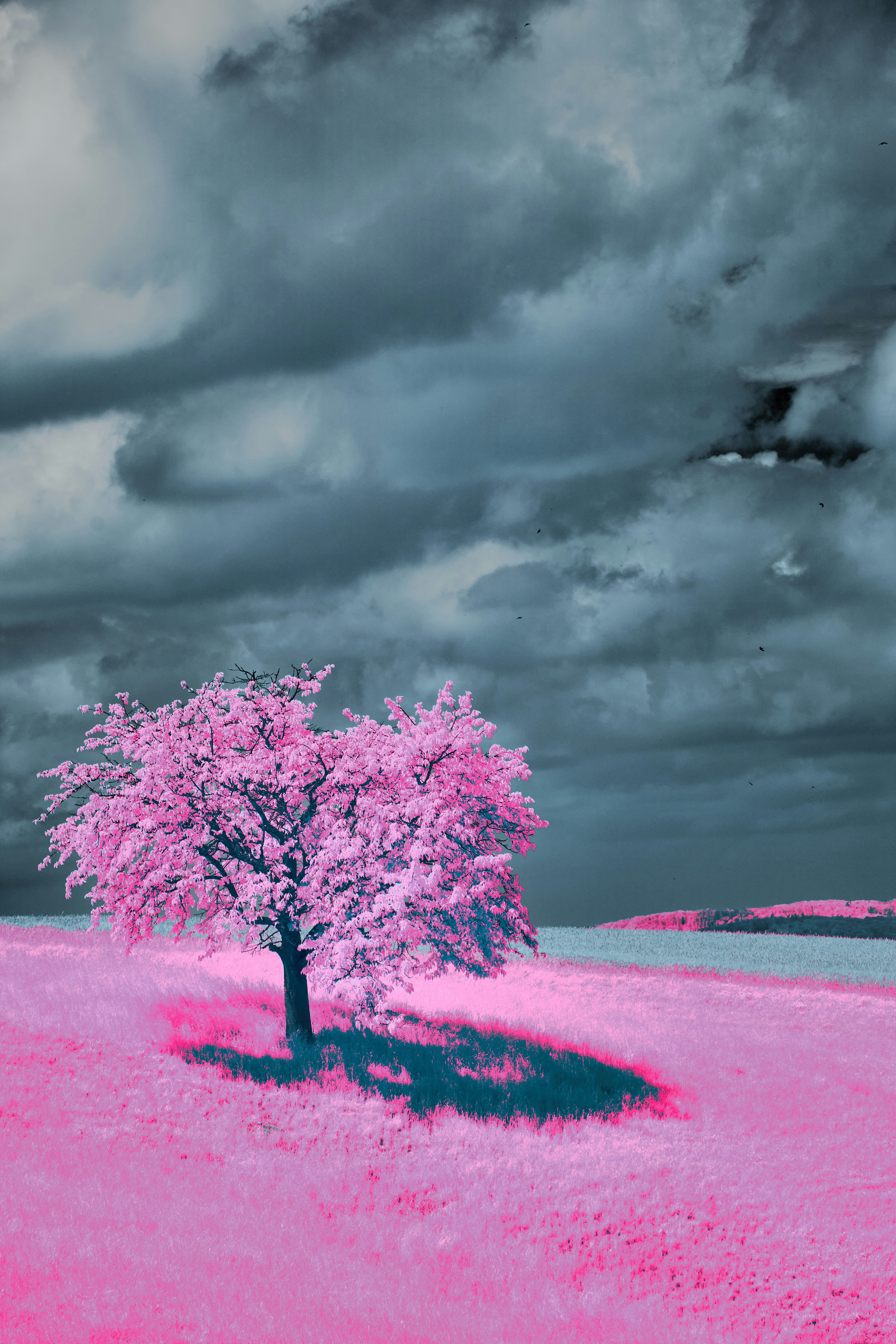 Photo by wolfgang_hasselmann